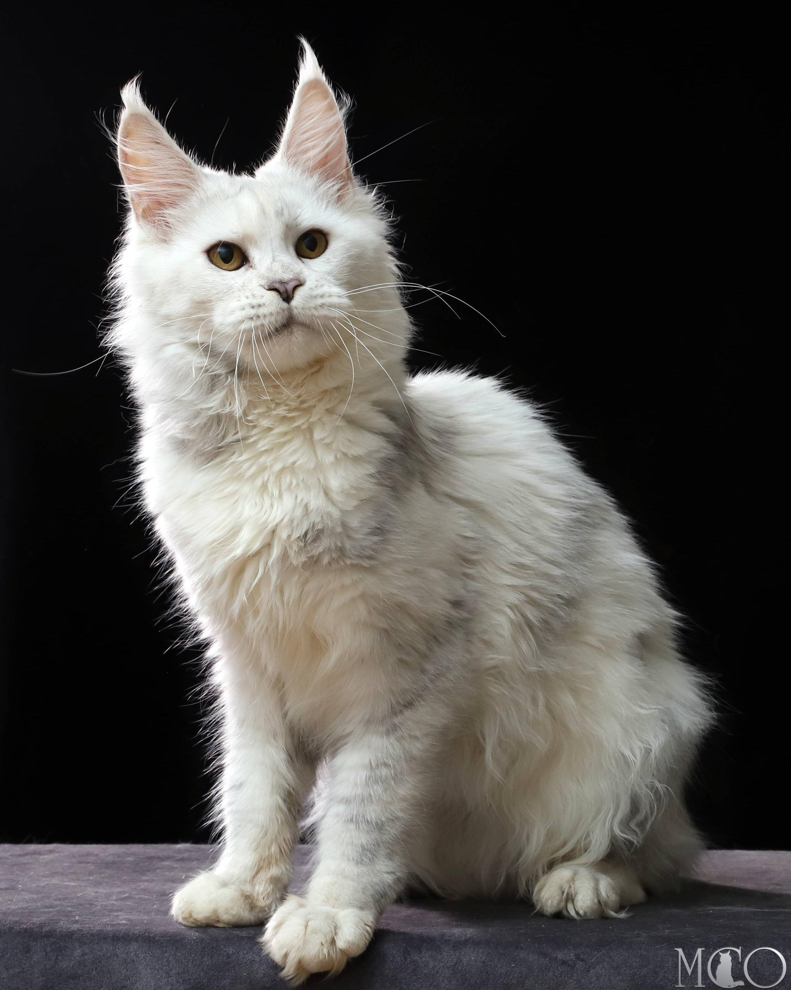 Купить котенка Мейн кун Mira, gs 11