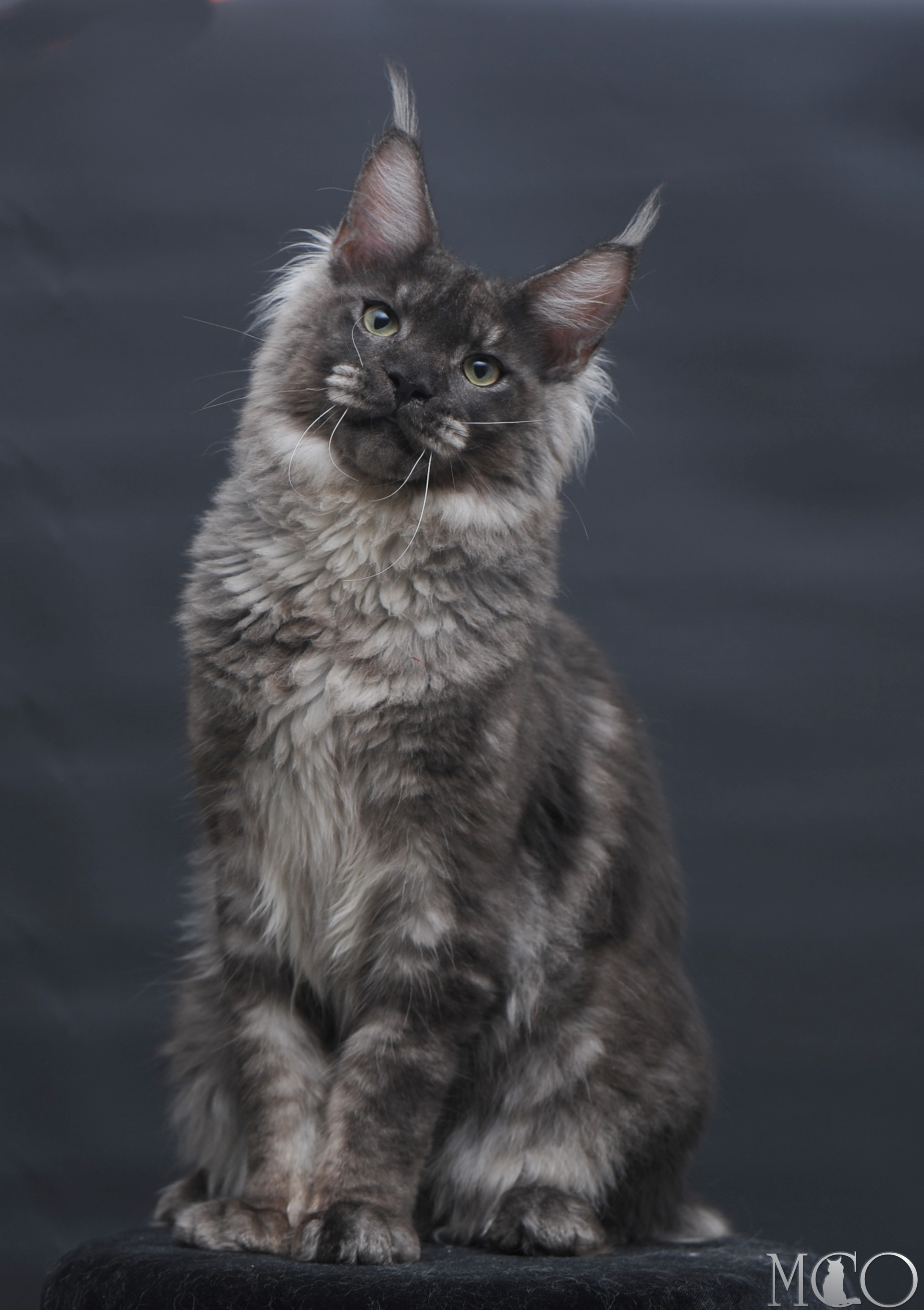 Купить котенка Мейн кун Casper, ns