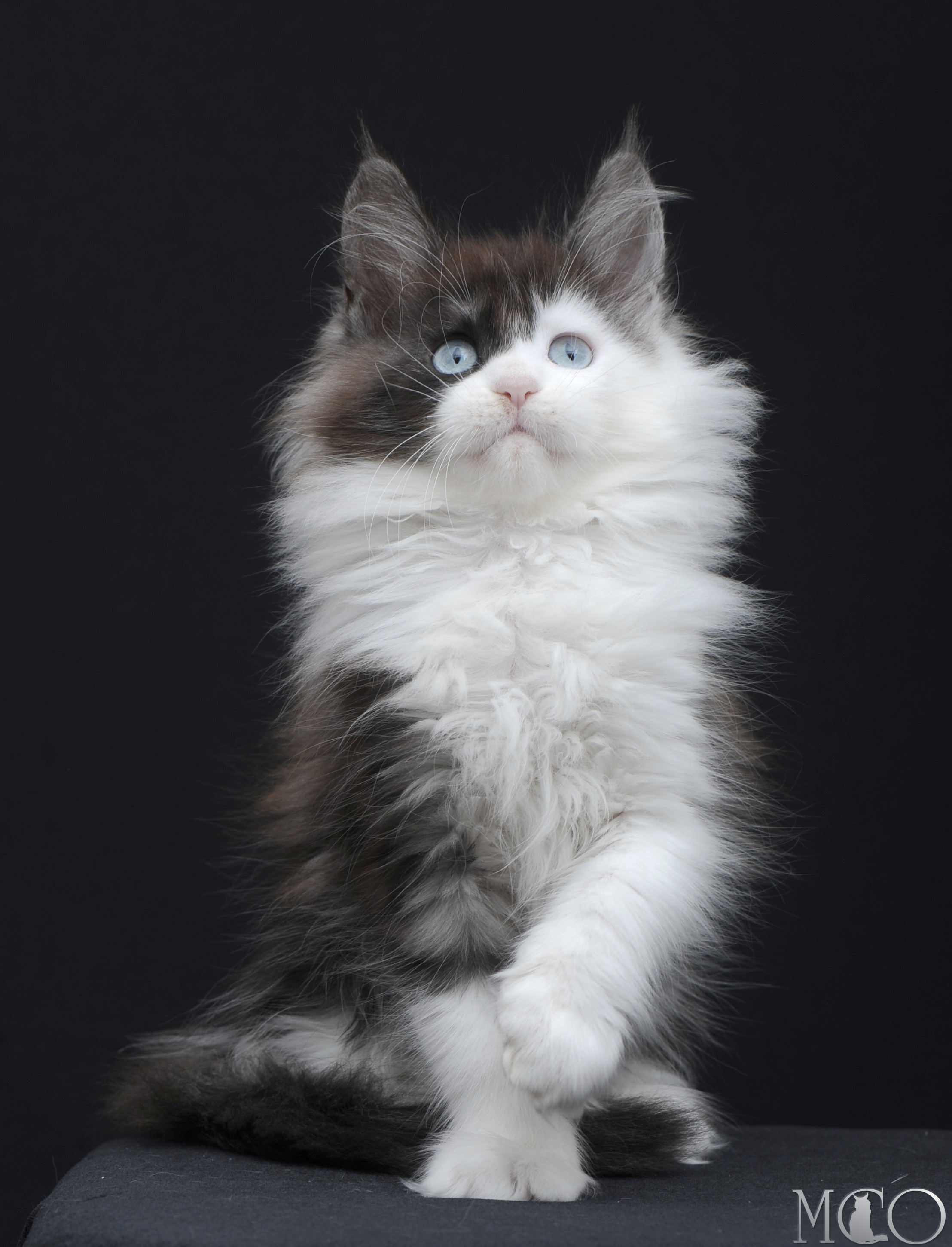 Купить котенка Мейн кун Wonder, ns 03 w61