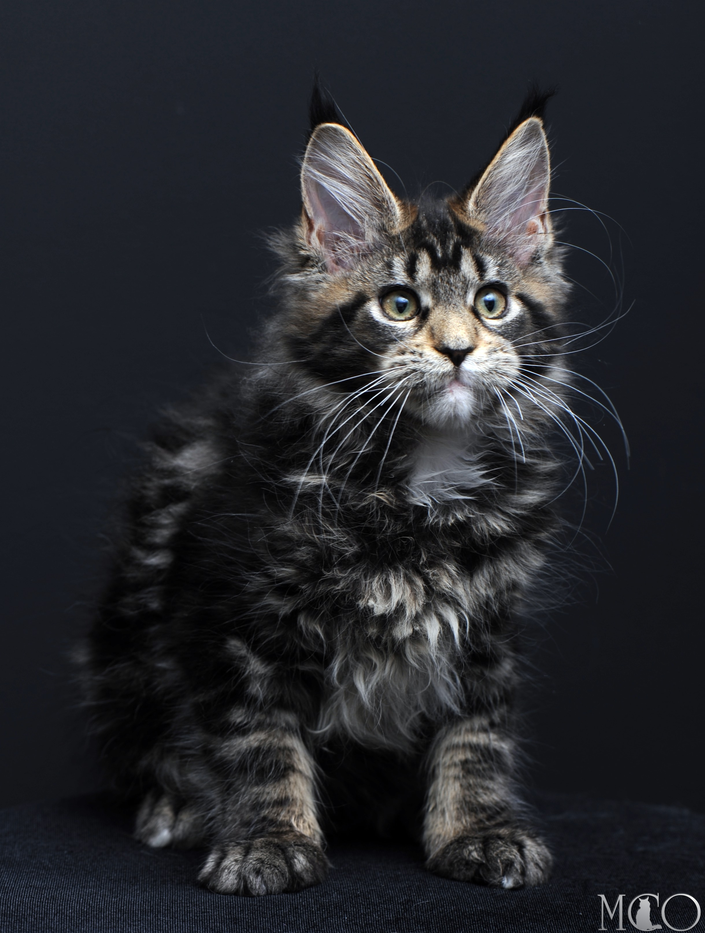 Купить котенка Мейн кун Babita, n 2209