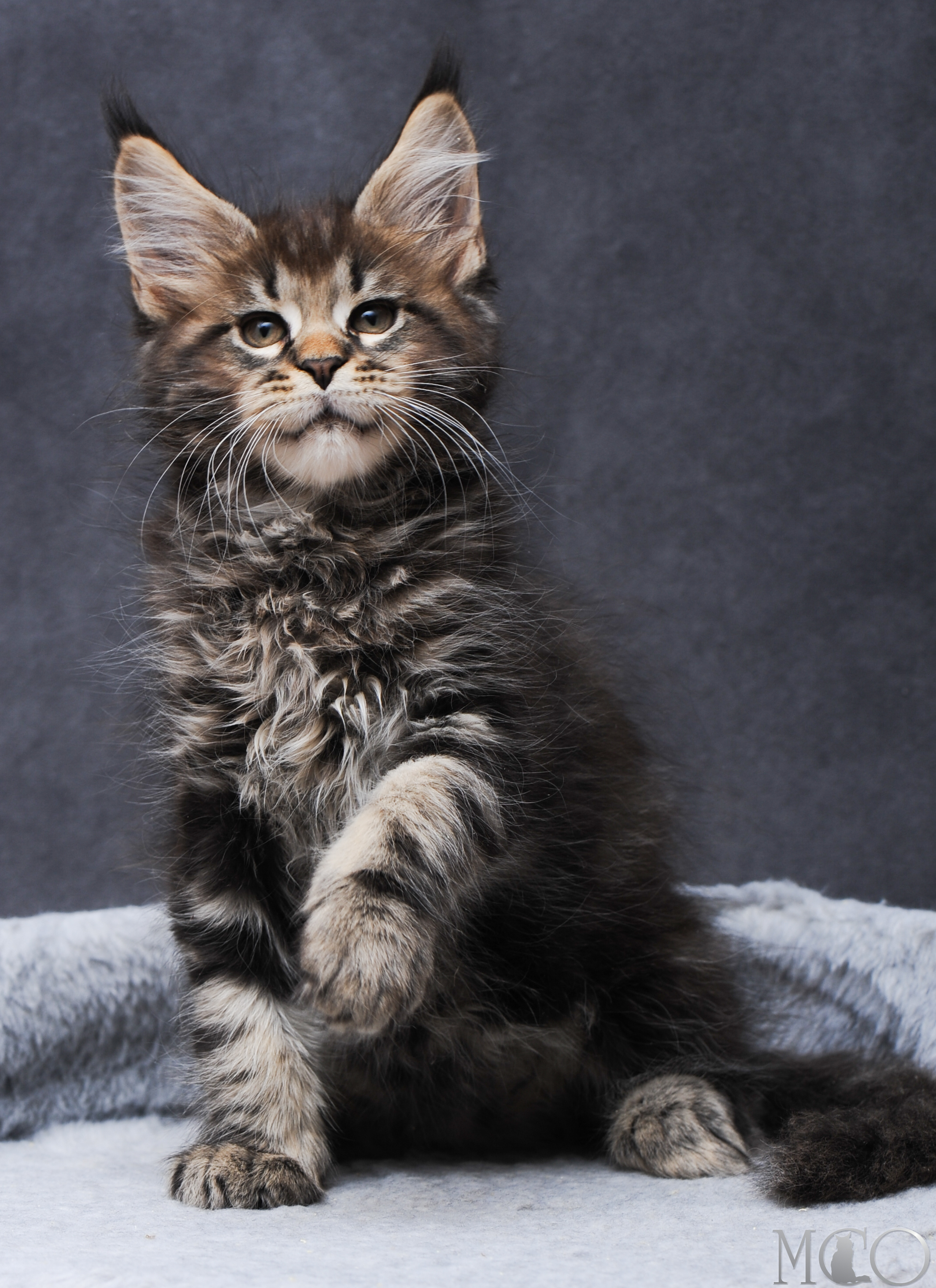 Купить котенка Мейн кун Garfy, n 22