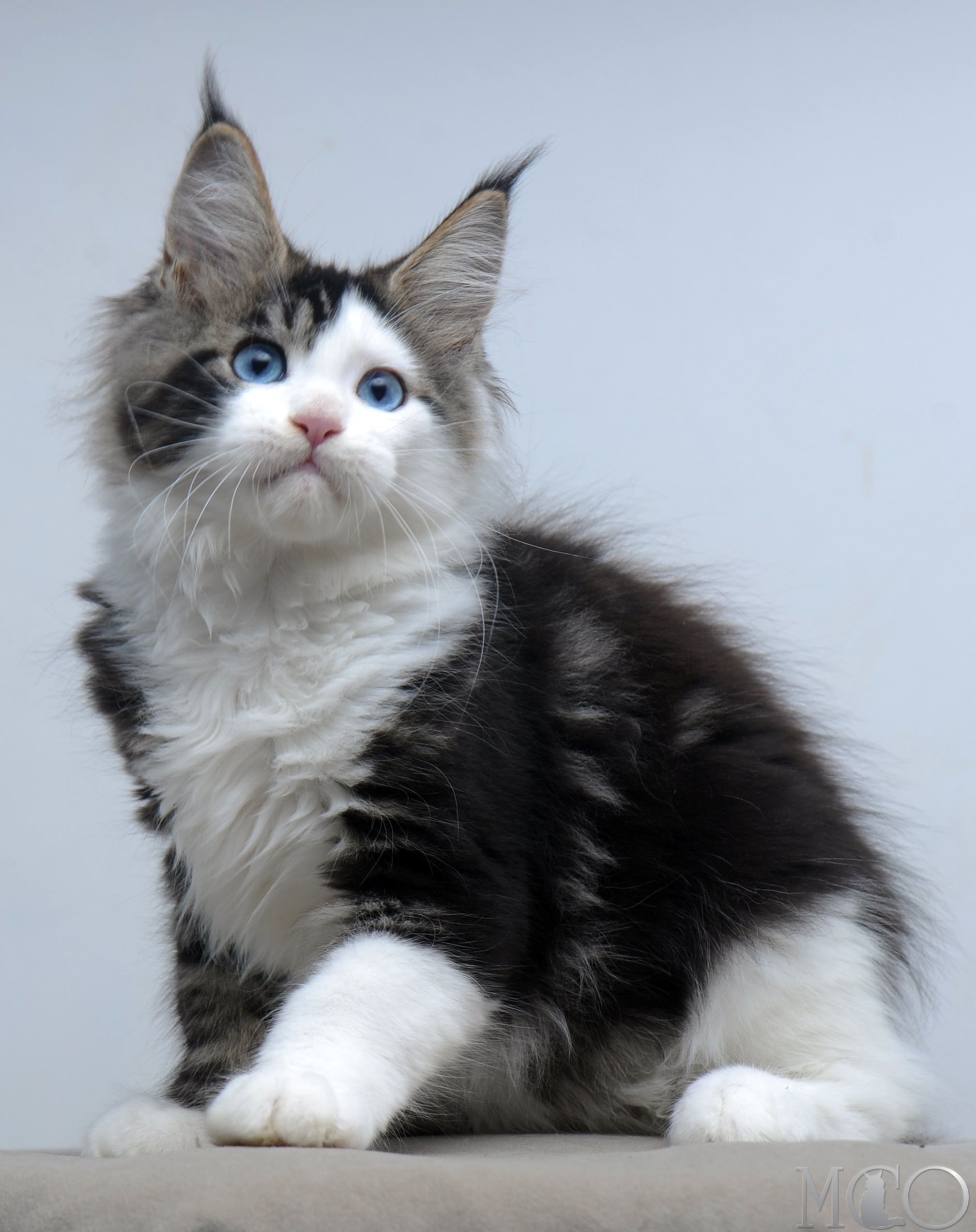 Купить котенка Мейн кун Vanessa (Голубоглазая), n2203