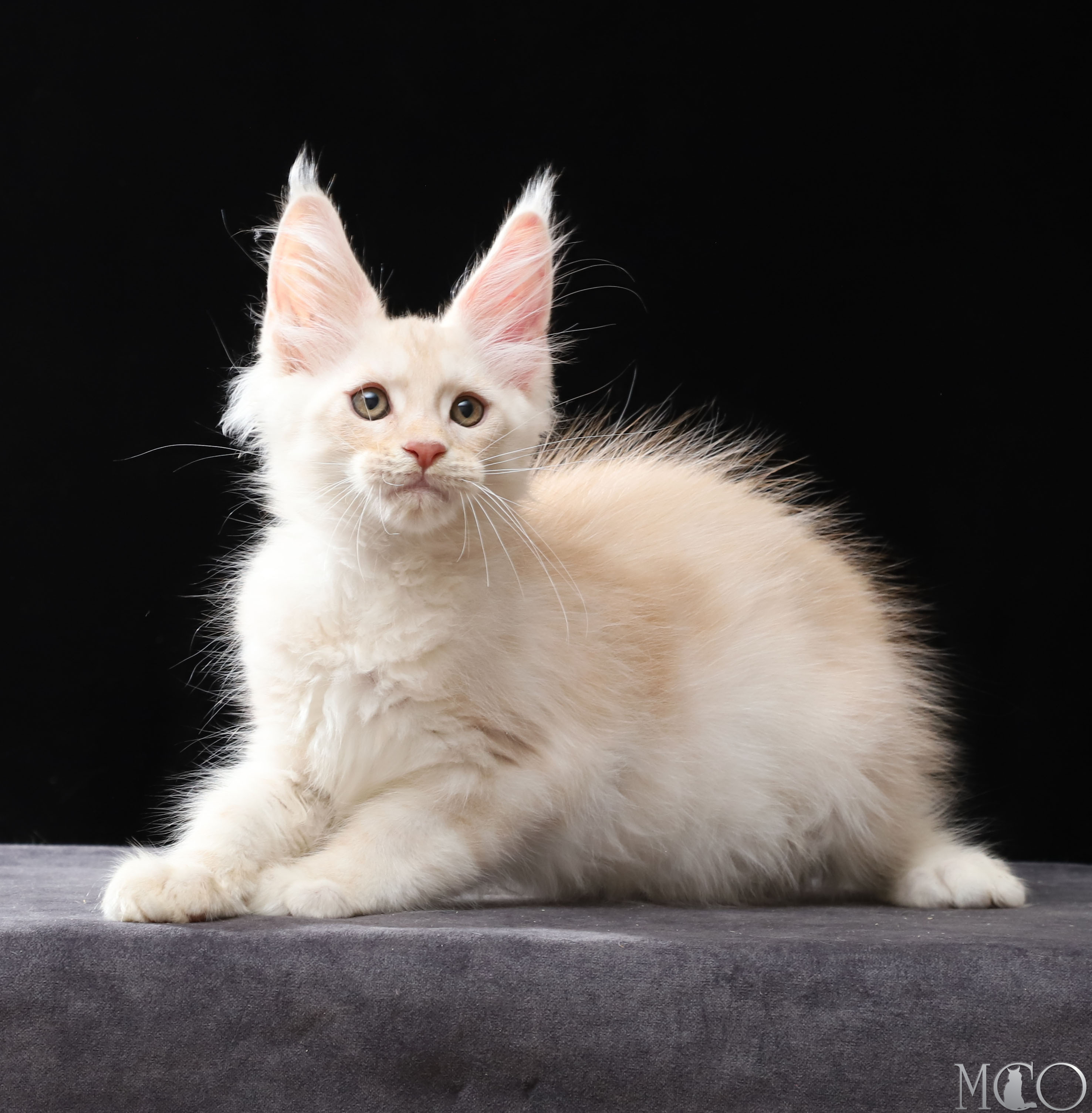 Купить котенка Мейн кун Vittorio, es 22
