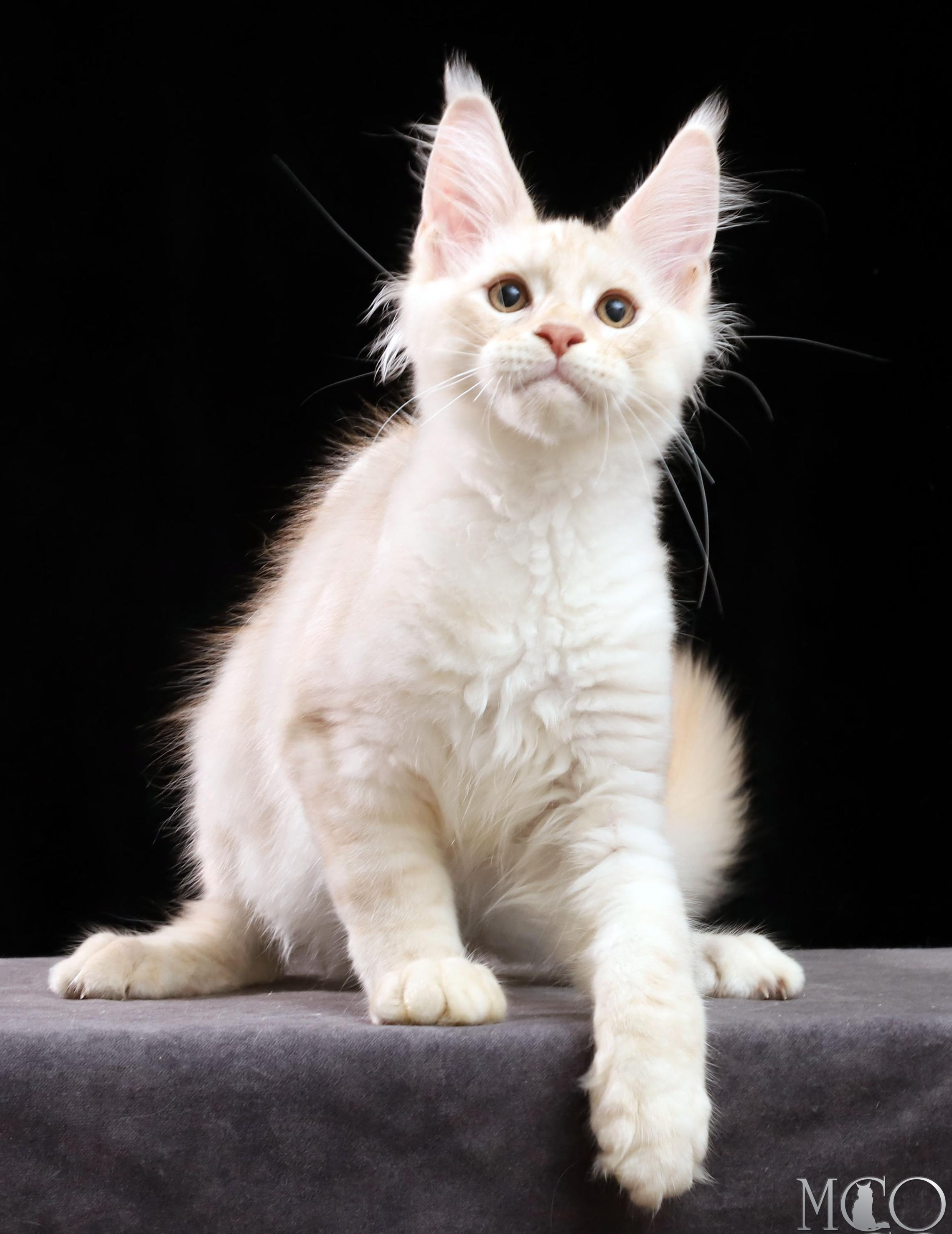 Купить котенка Мейн кун Vittorio, es 22