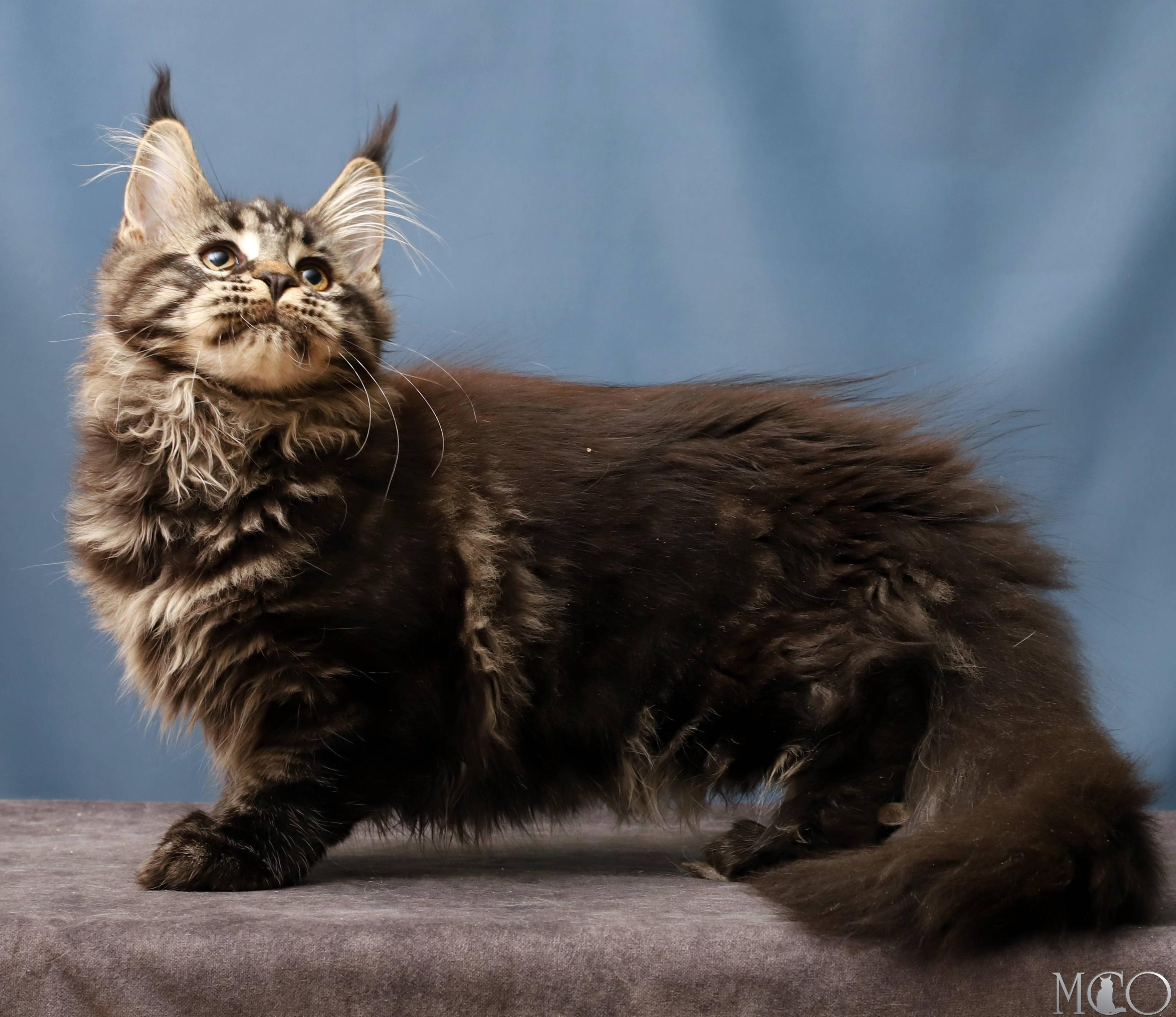 Купить котенка Мейн кун Chara, n 22