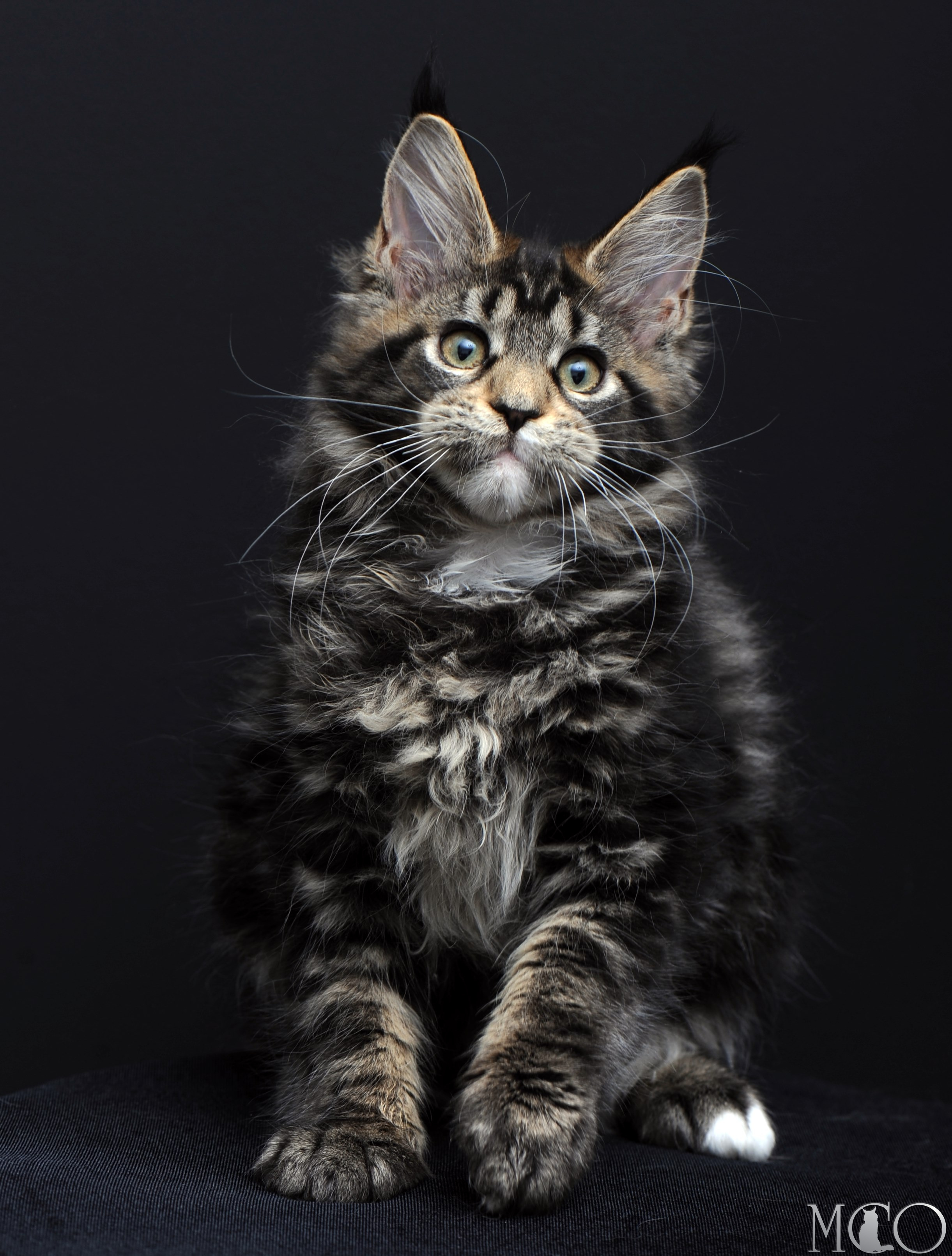 Купить котенка Мейн кун Babita, n 2209