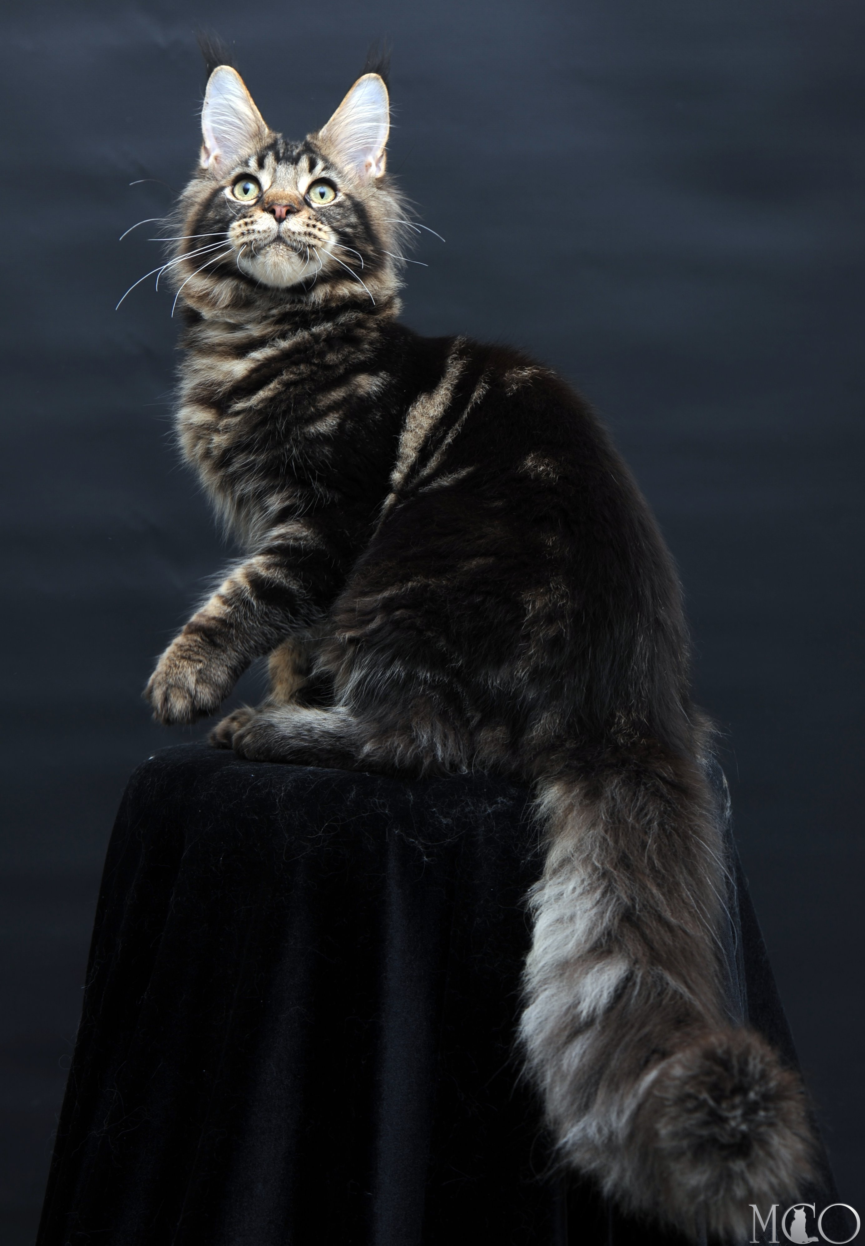 Купить котенка Мейн кун Elvis, n 22