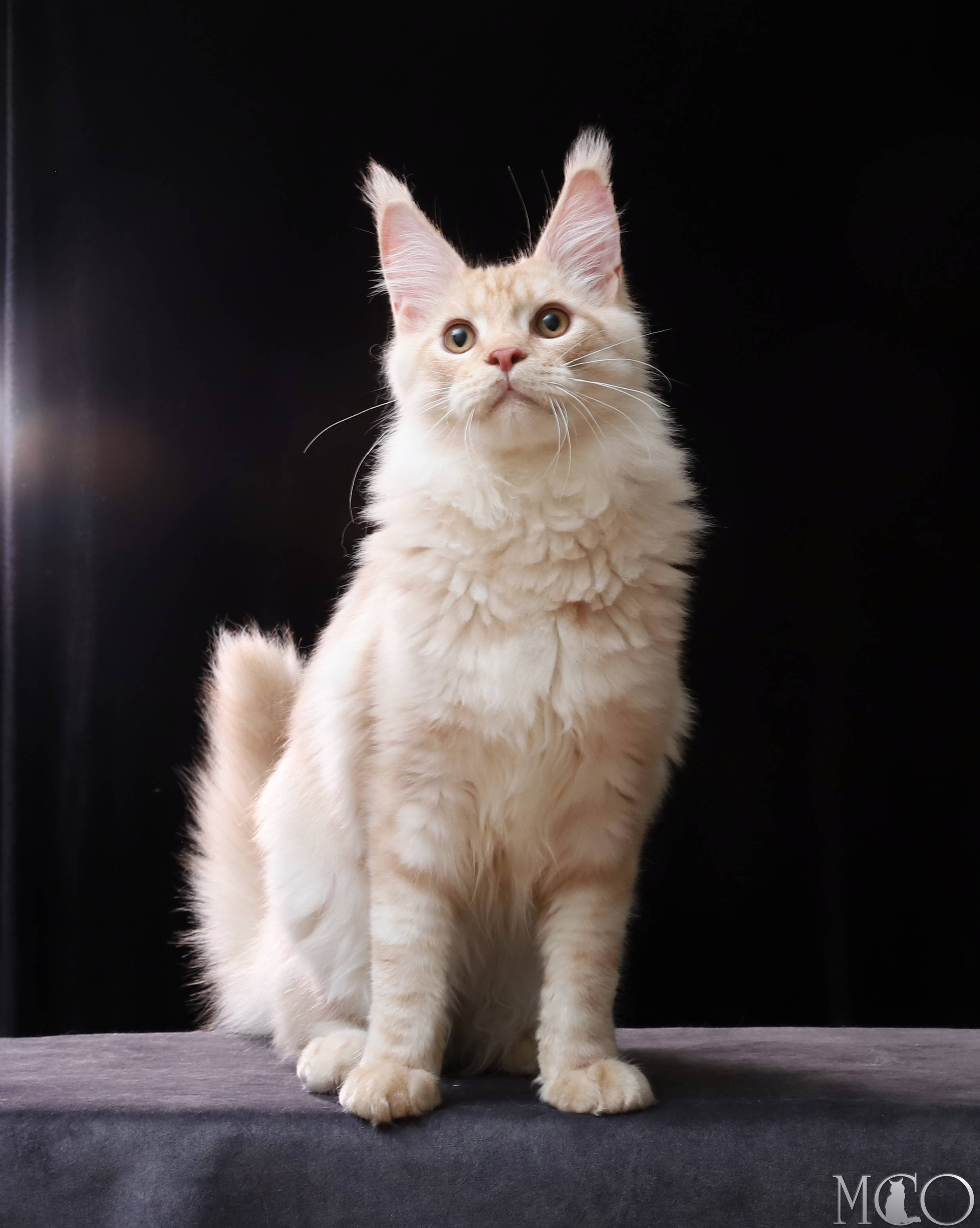Купить котенка Мейн кун Quiller, es 22