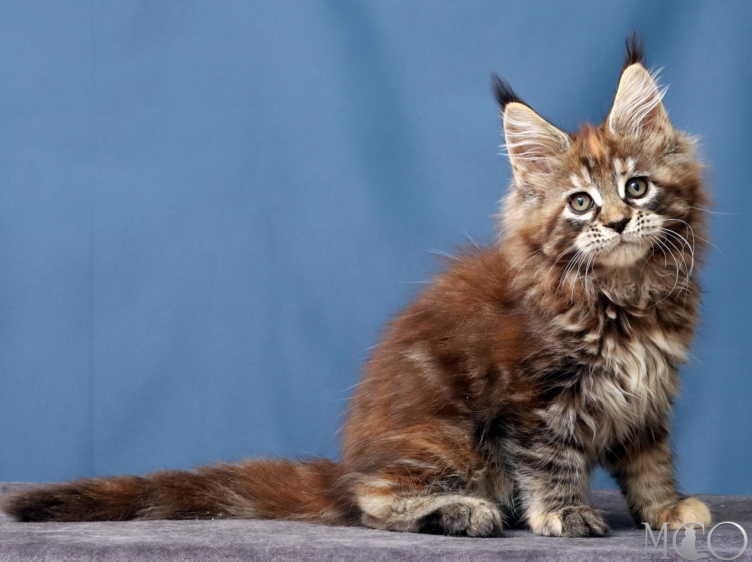 Купить котенка Мейн кун Hanna, f 22
