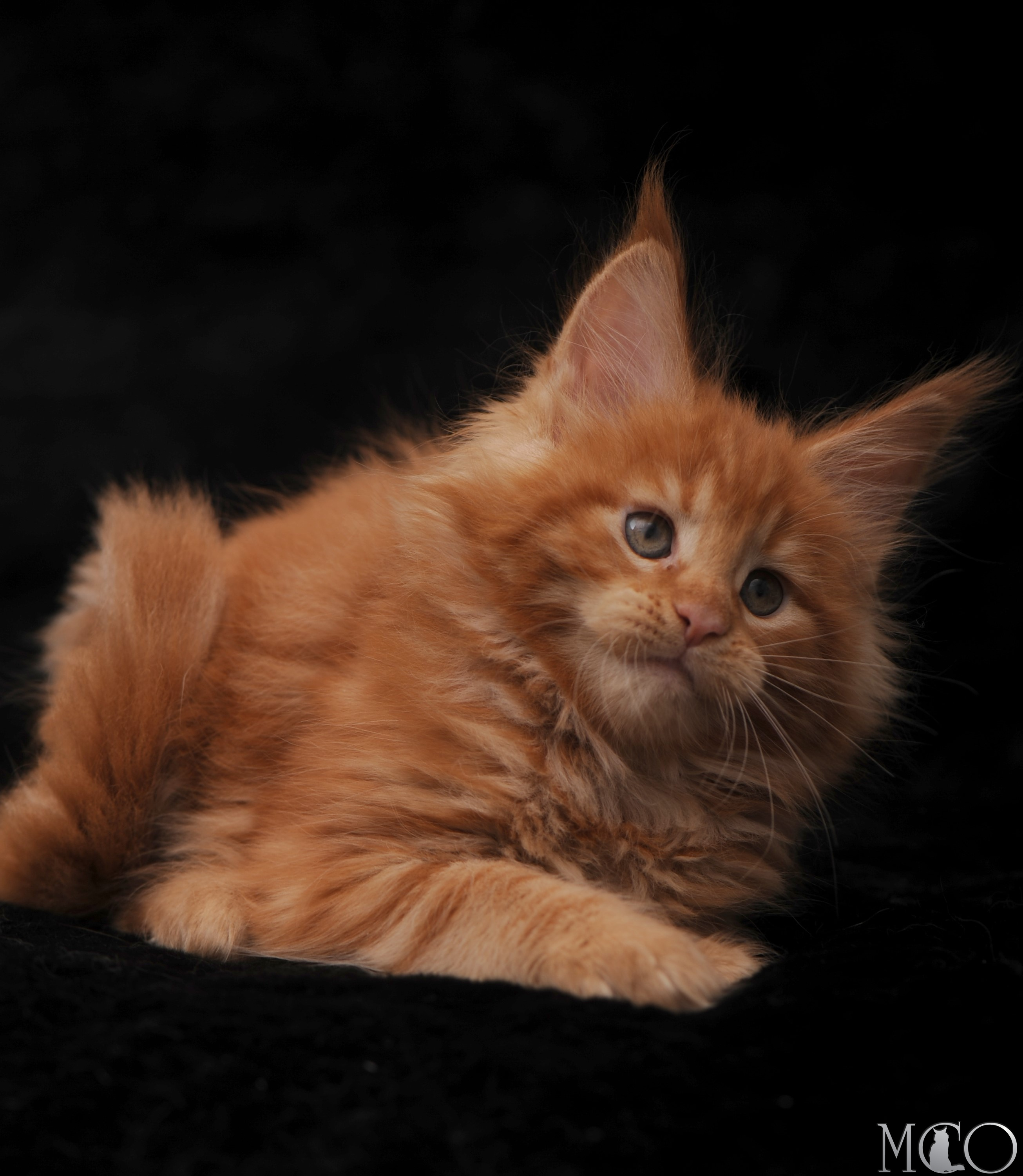 Купить котенка Мейн кун Stafy, d красный солид 
