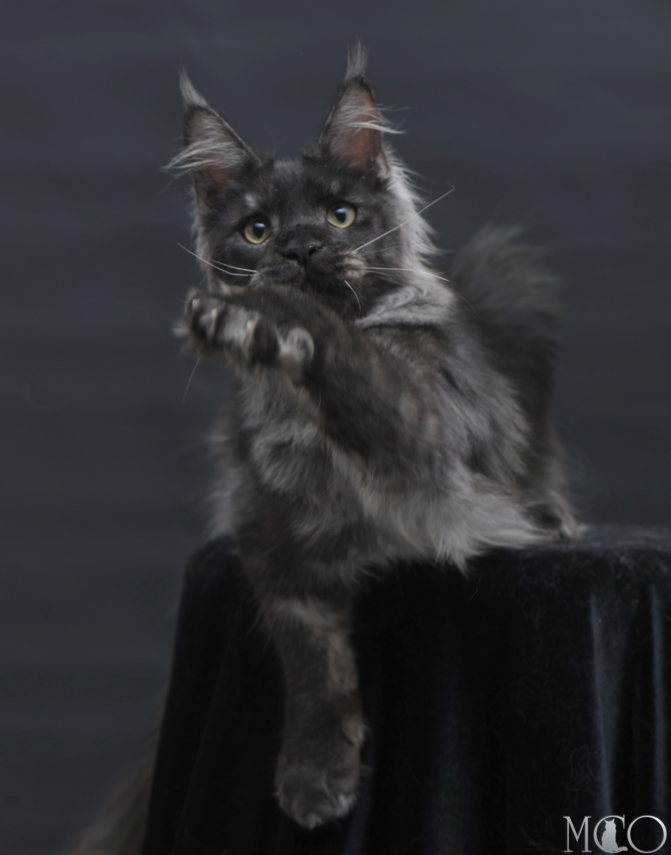 Купить котенка Мейн кун Diamond, ns