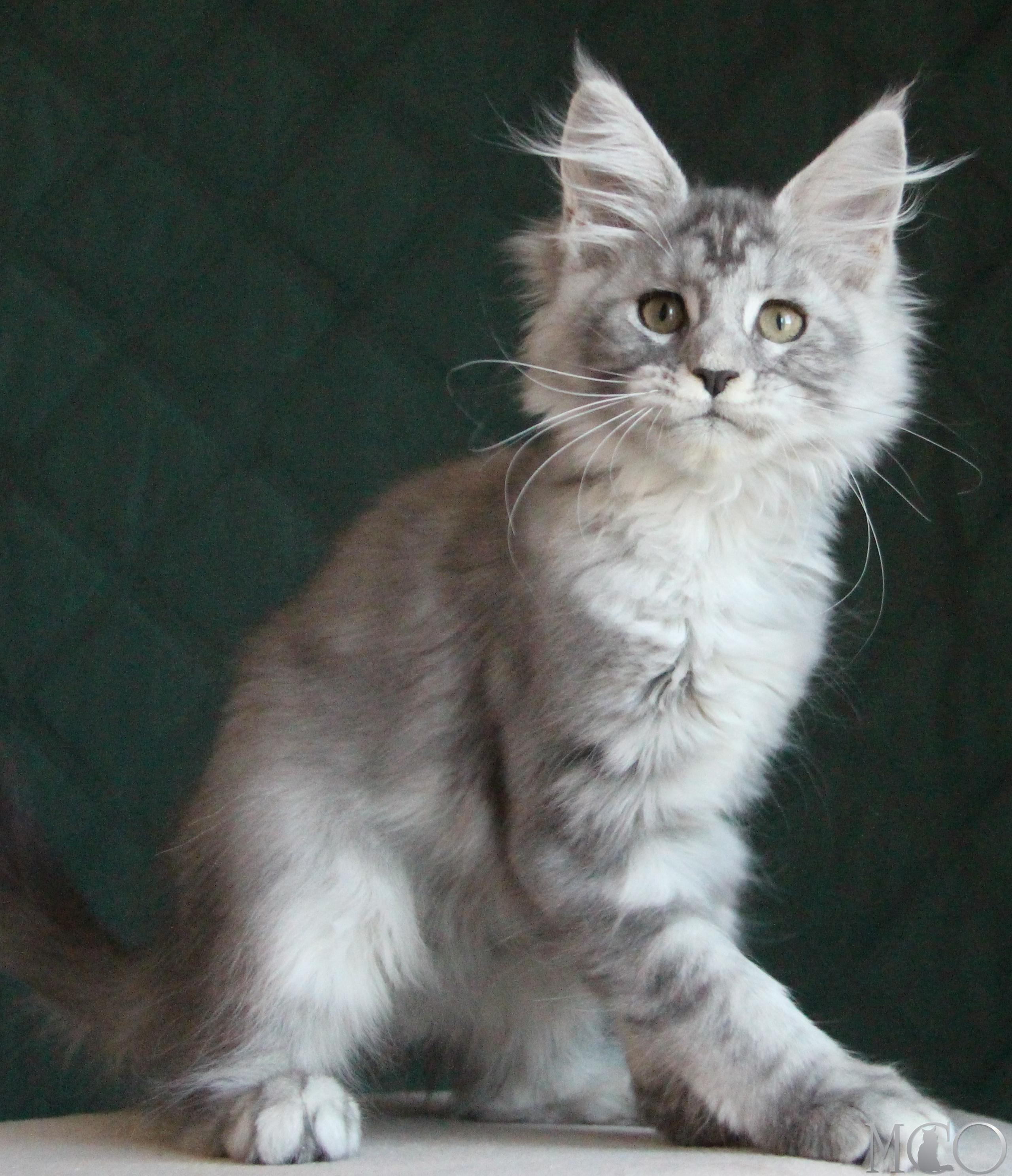 Купить котенка Мейн кун Clea, as 22