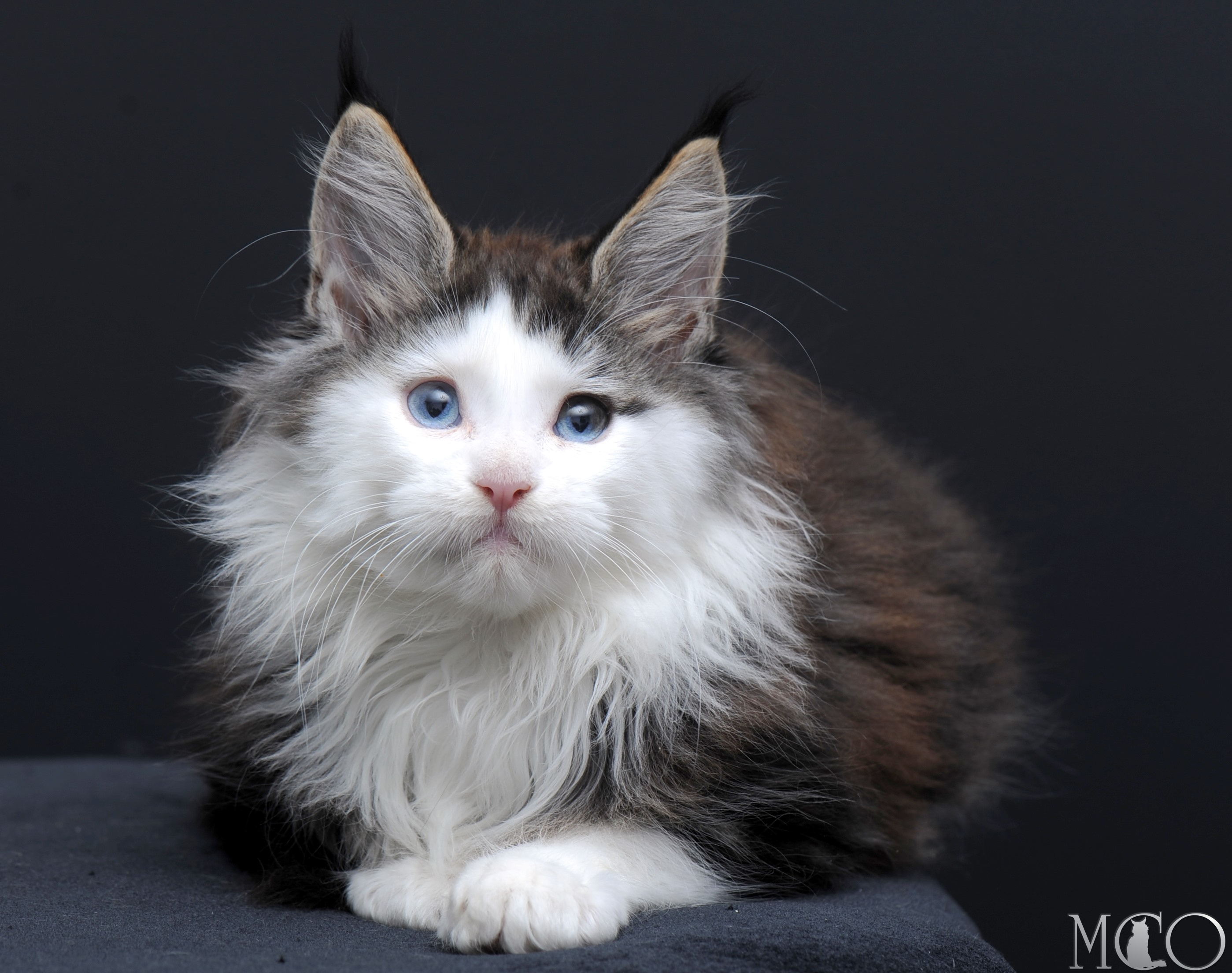 Купить котенка Мейн кун Vesta (Голубоглазая), n2203