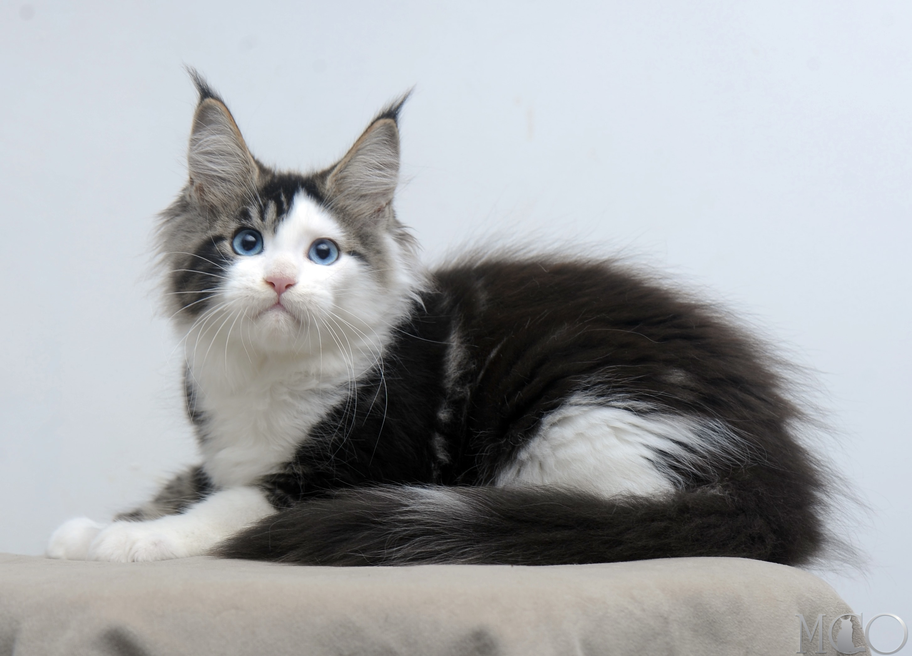 Купить котенка Мейн кун Vanessa (Голубоглазая), n2203