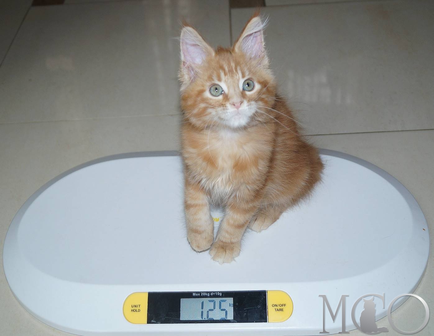 вес котенка мейн куна