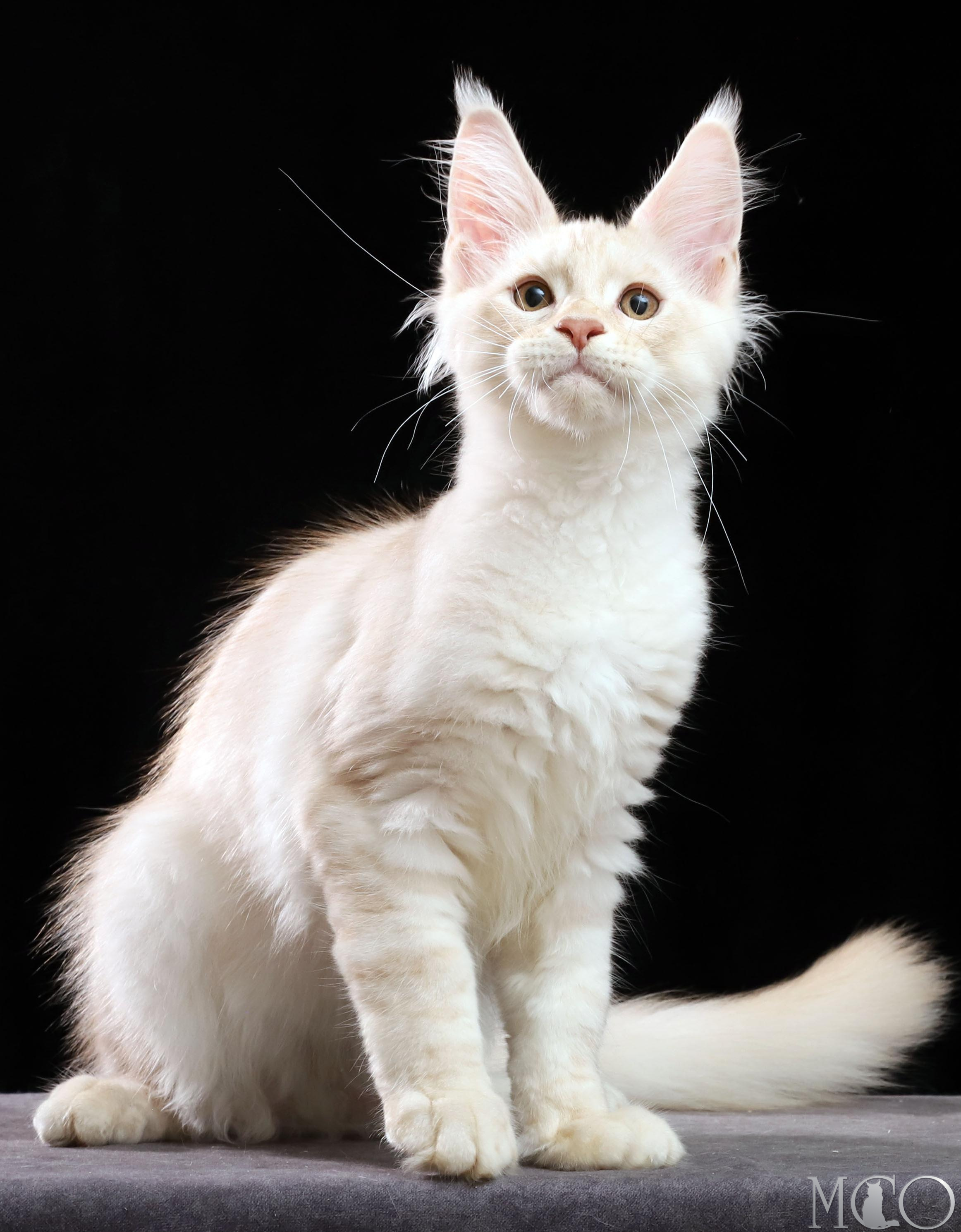 Купить котенка Мейн кун Vittorio, es 22
