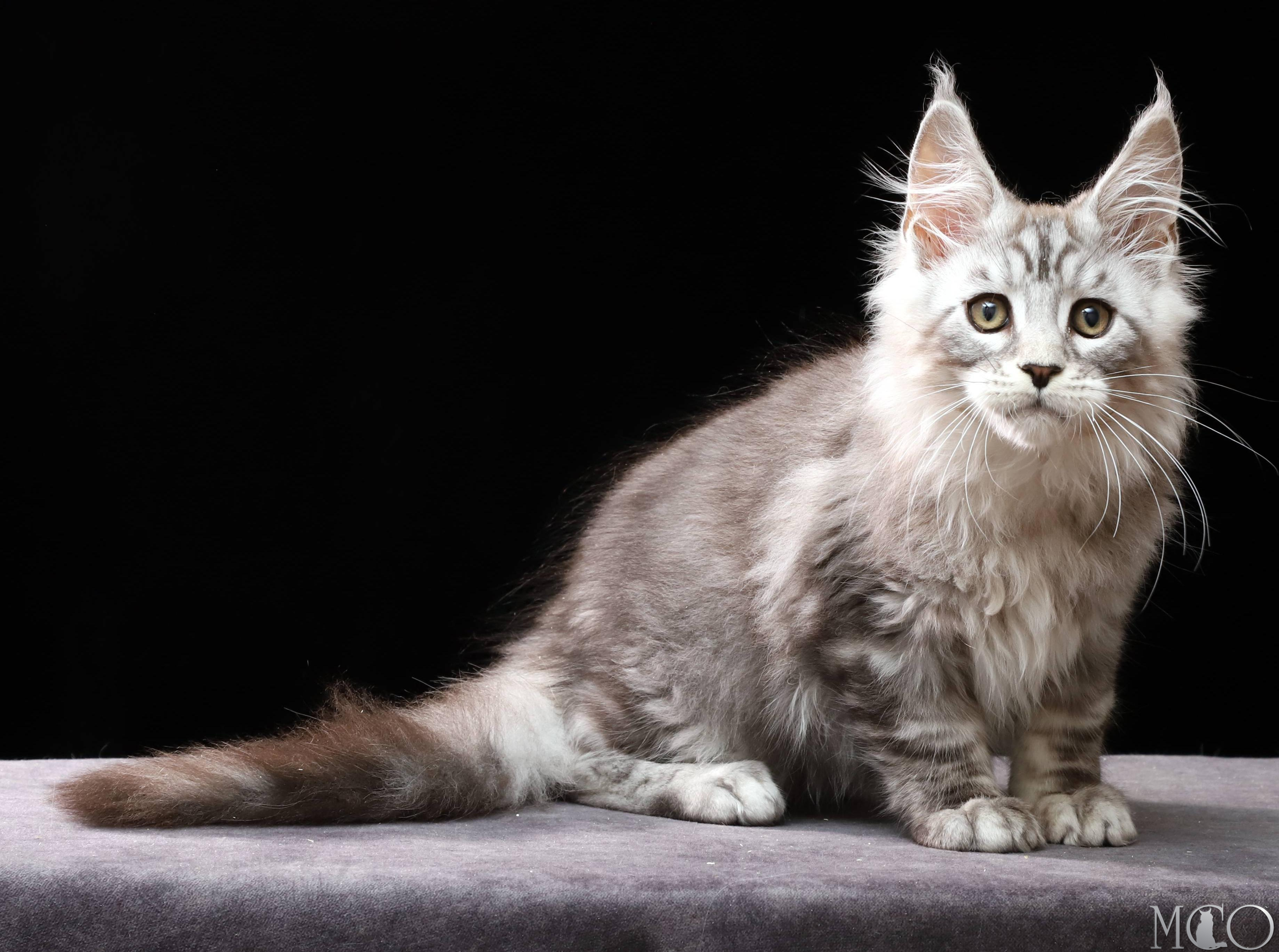 Купить котенка Мейн кун Darwin, ns 22
