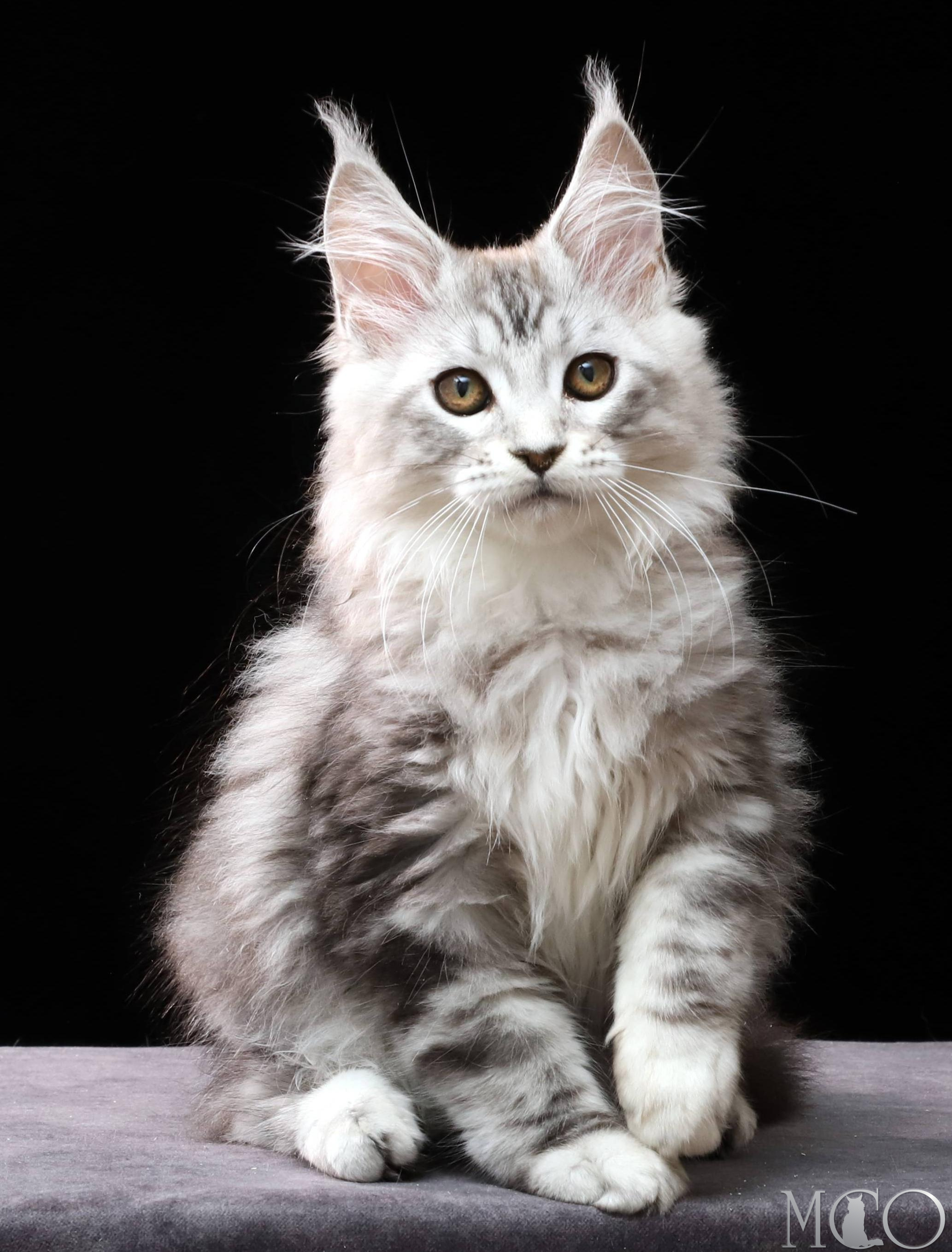 Купить котенка Мейн кун Dove, ns 22