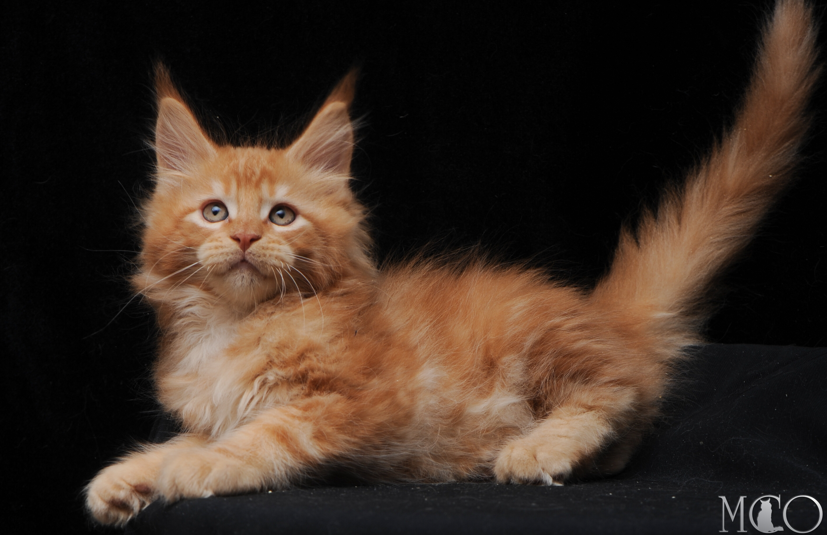 Купить котенка Мейн кун Elegant, d
