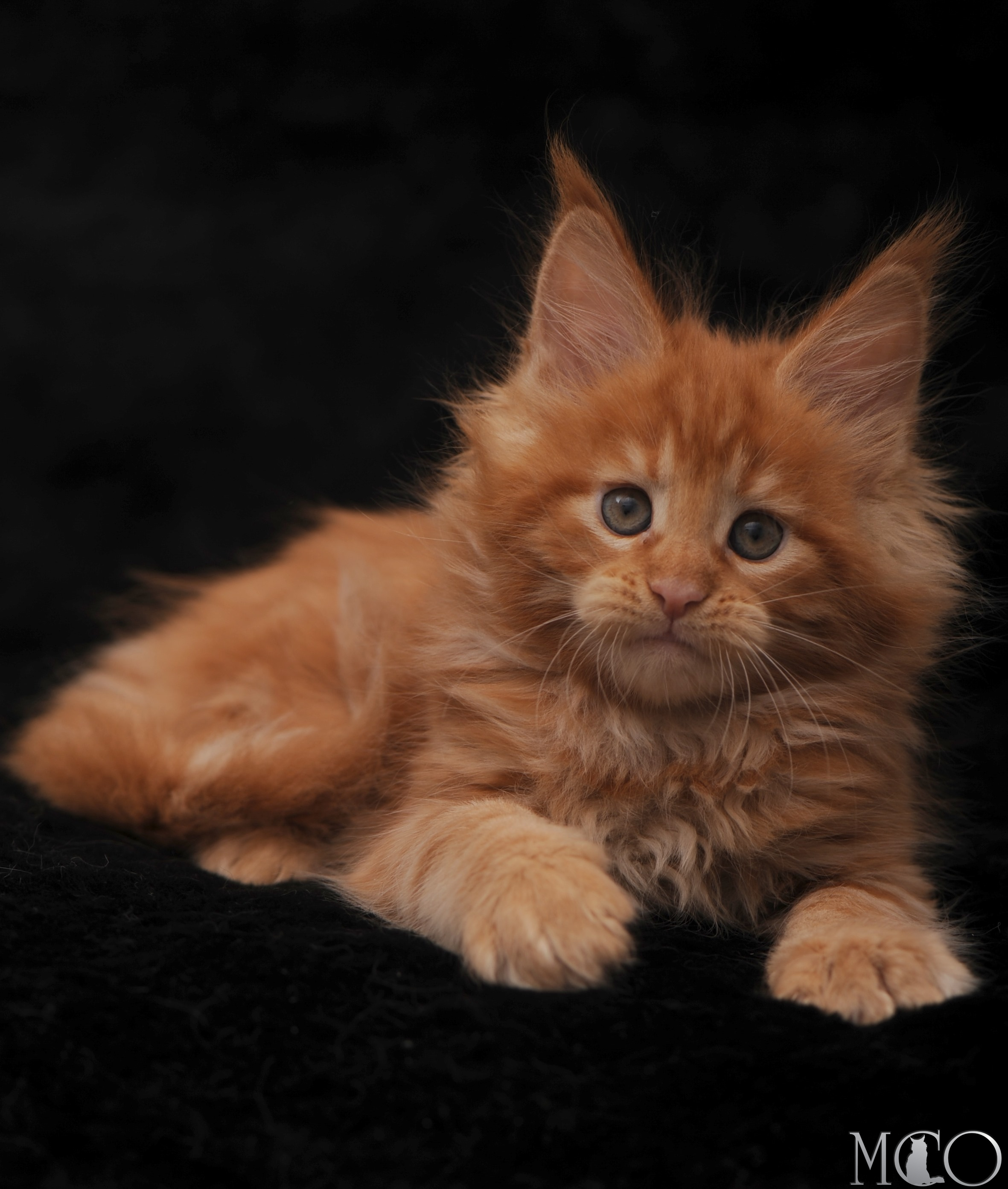 Купить котенка Мейн кун Stafy, d красный солид 