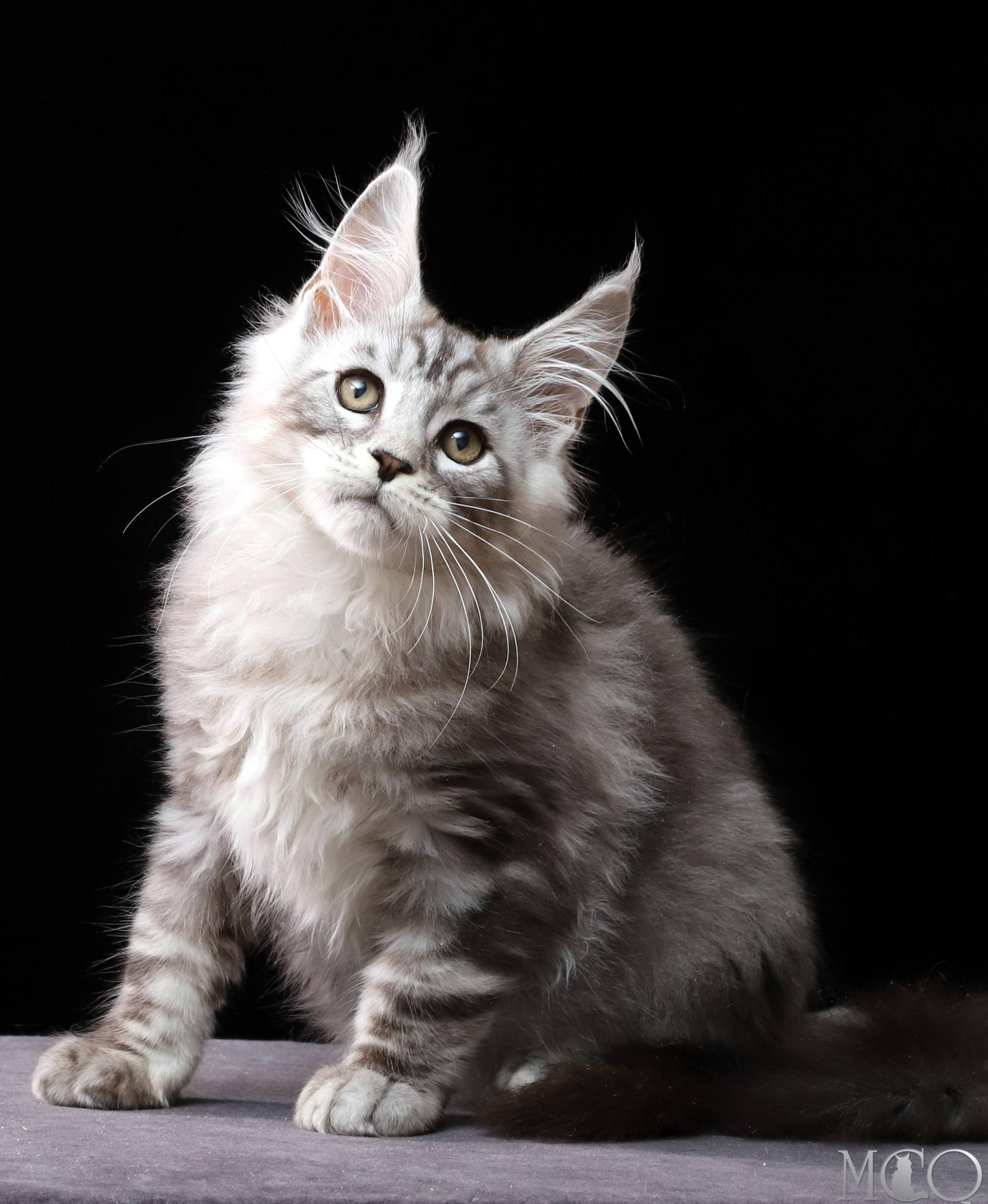 Купить котенка Мейн кун Darwin, ns 22