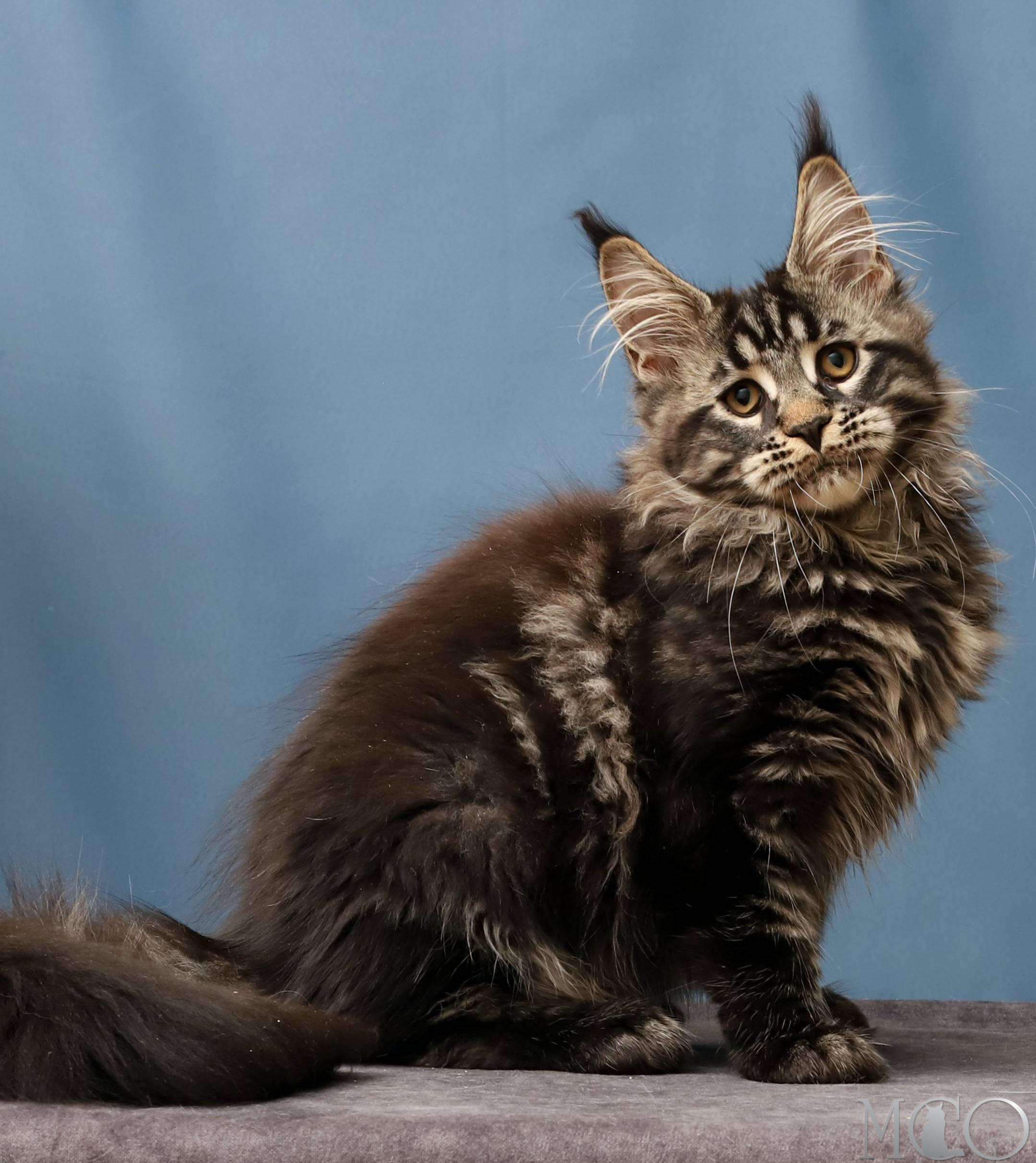 Купить котенка Мейн кун Chara, n 22
