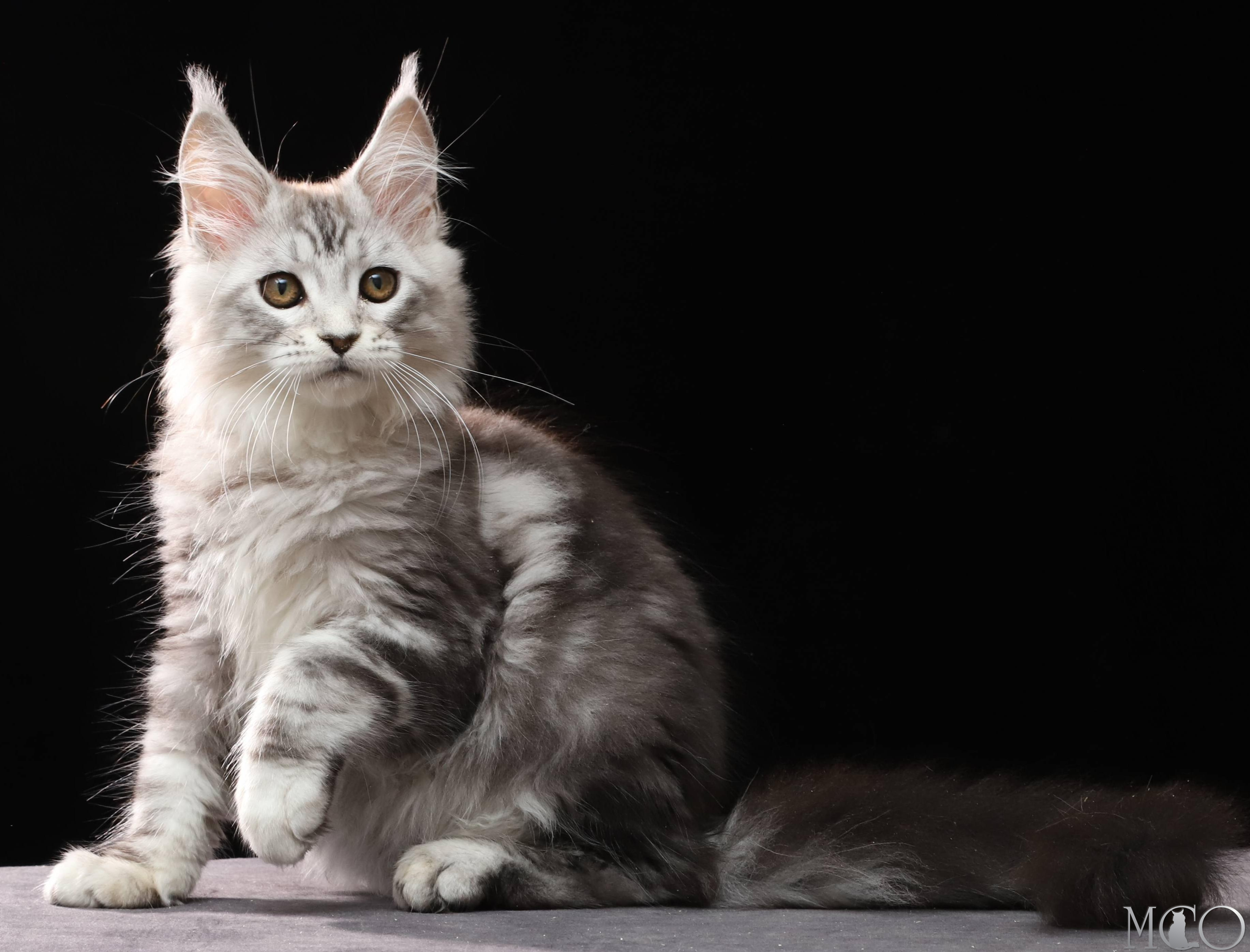 Купить котенка Мейн кун Dove, ns 22