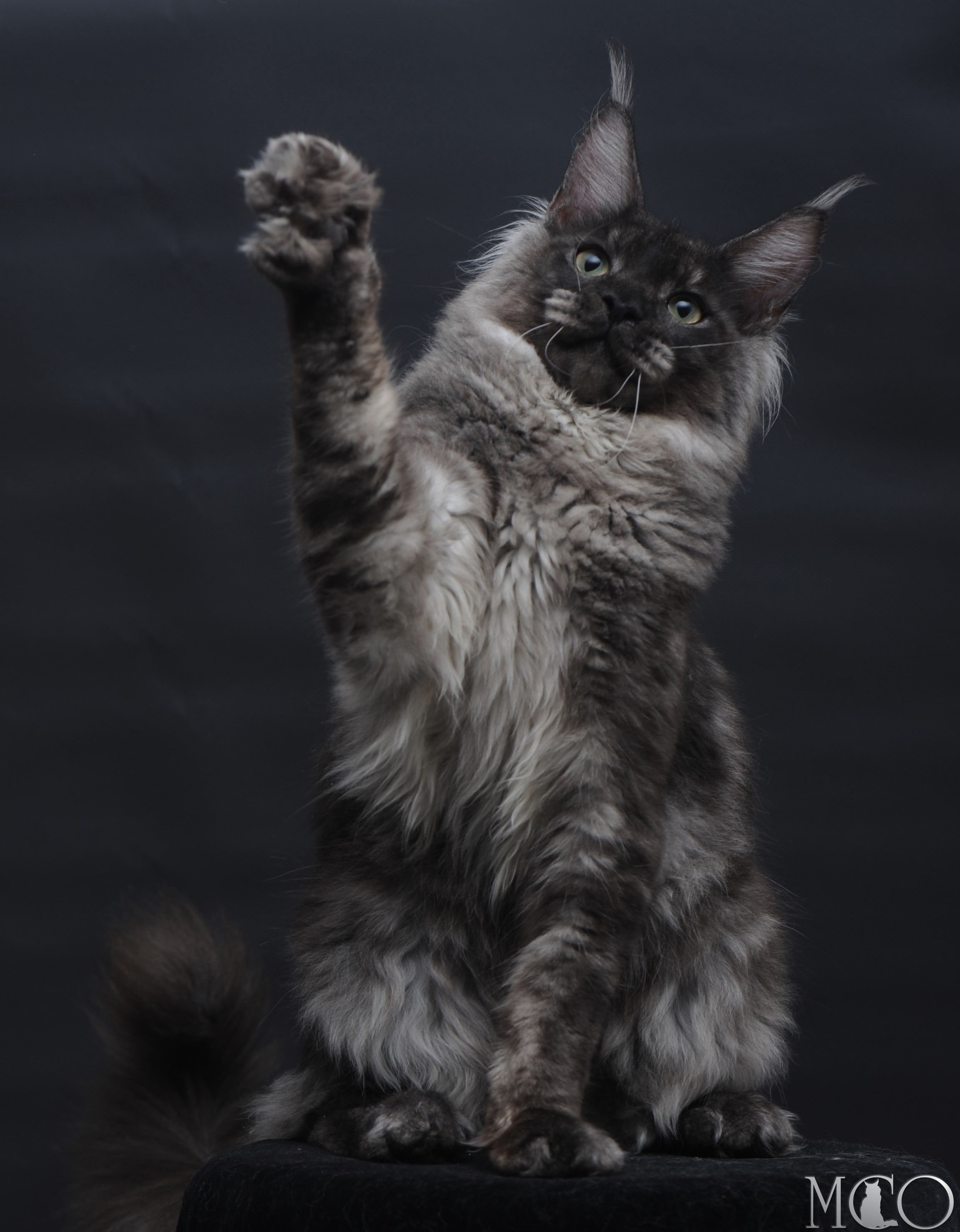 Купить котенка Мейн кун Casper, ns