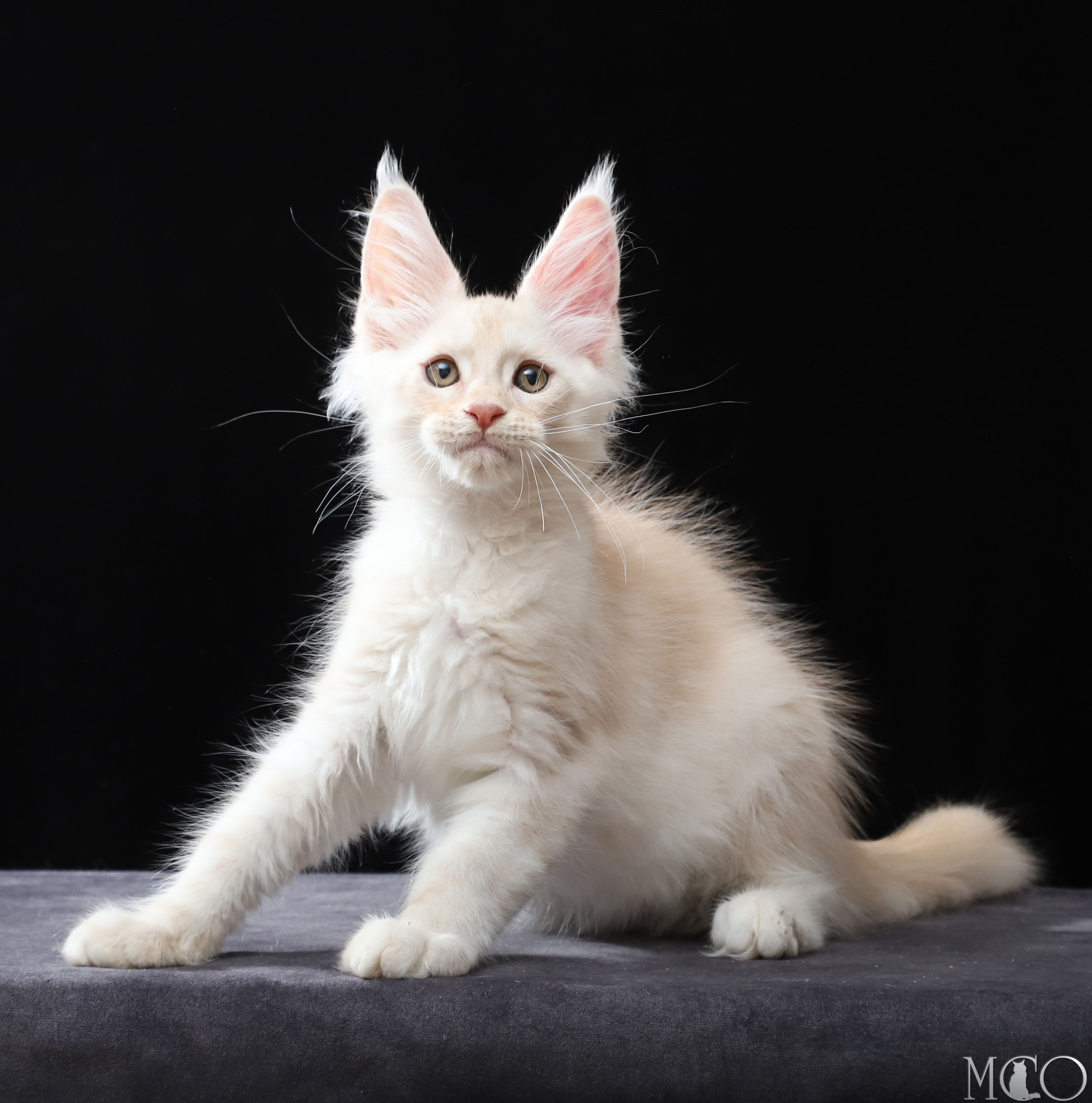 Купить котенка Мейн кун Vittorio, es 22