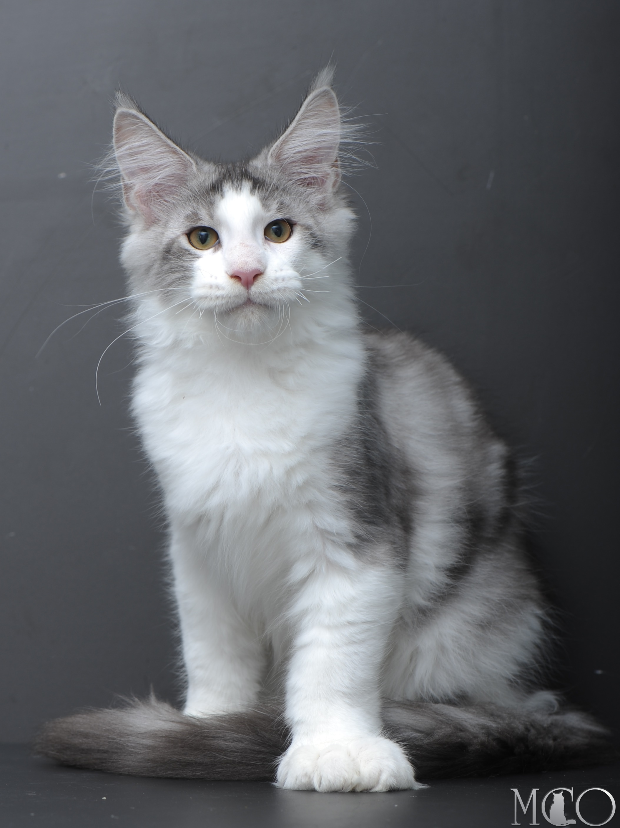Купить котенка Мейн кун Persey, ns 22 03 