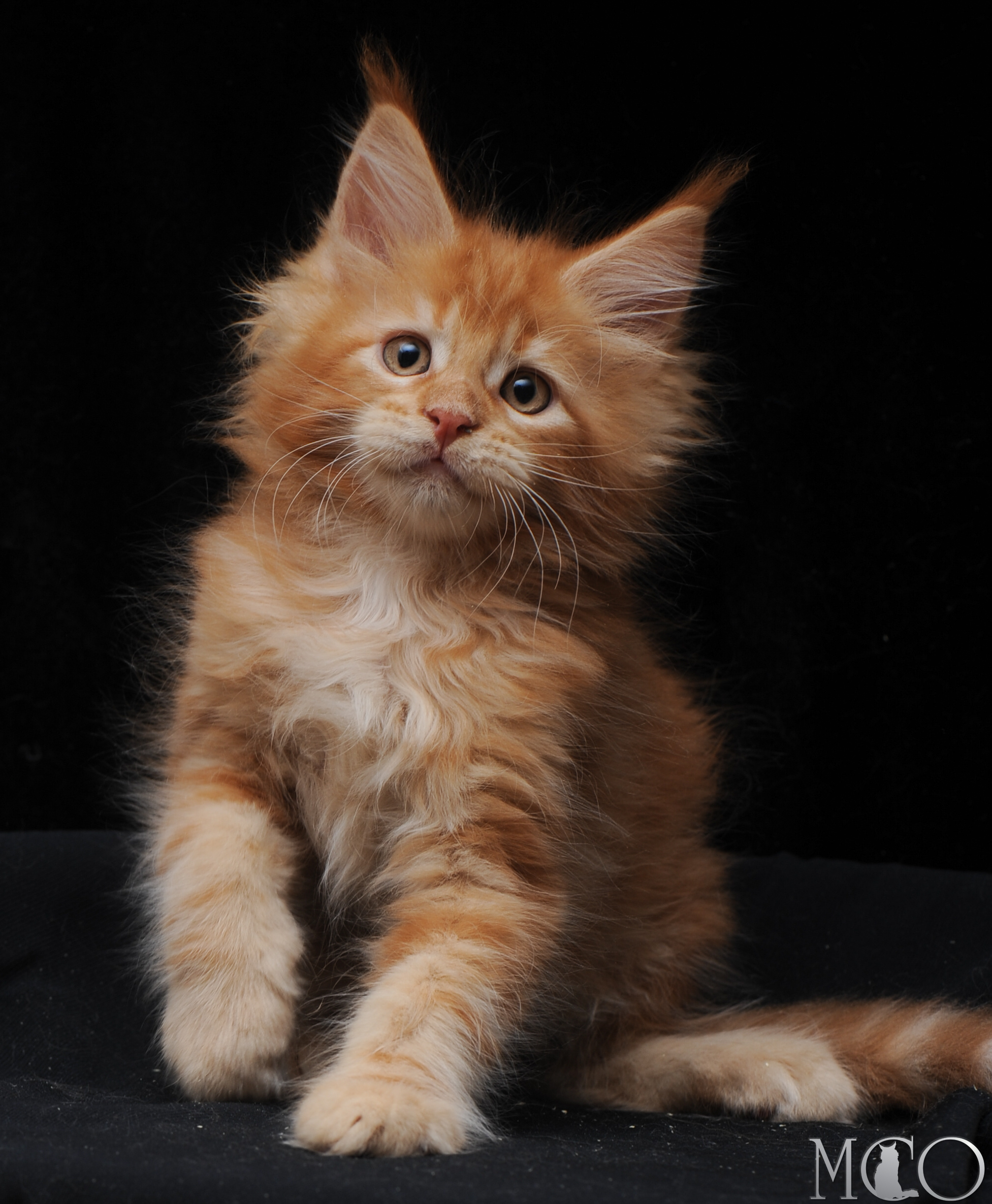Купить котенка Мейн кун Elisey, d