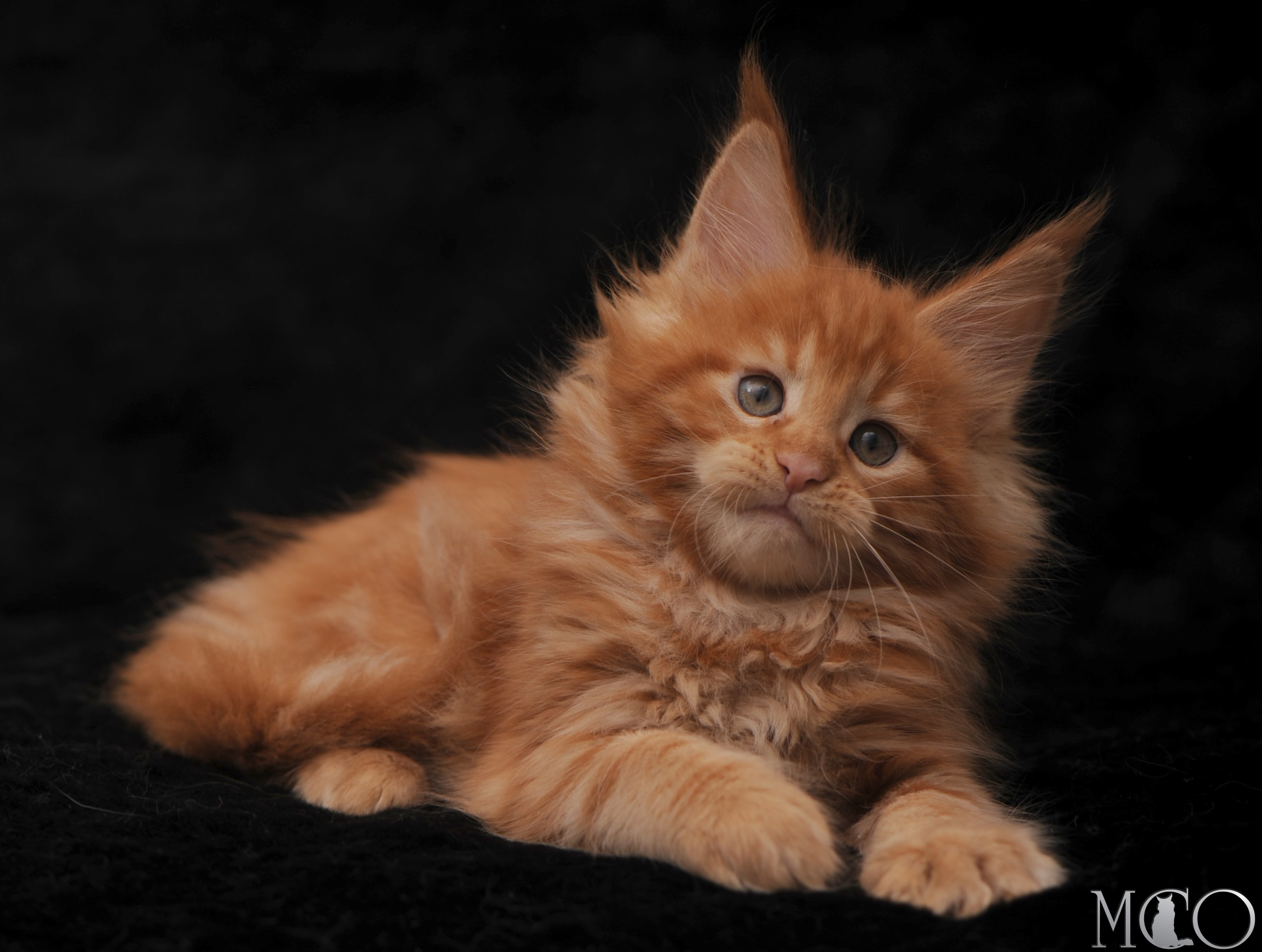 Купить котенка Мейн кун Stafy, d красный солид 