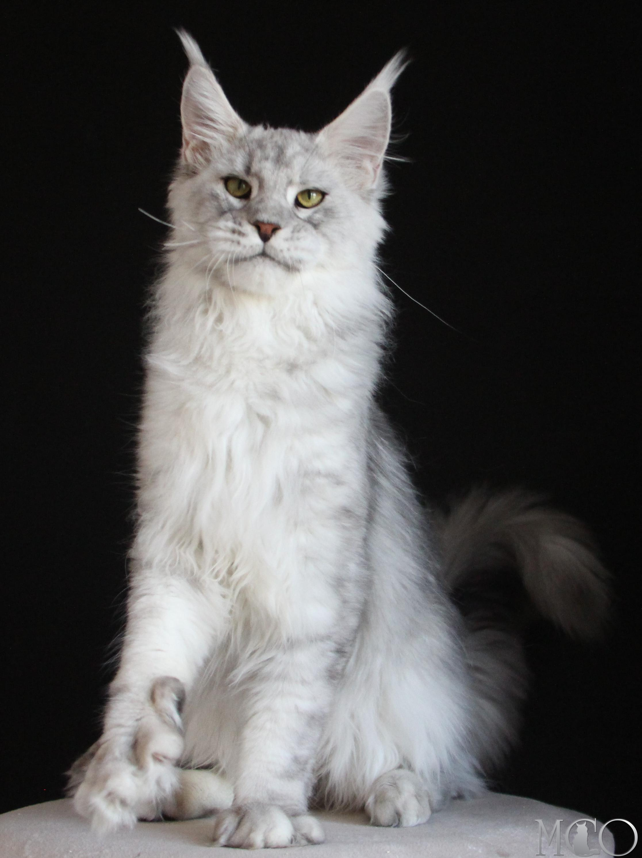 Купить котенка Мейн кун Glamour, ns 22 pale silver