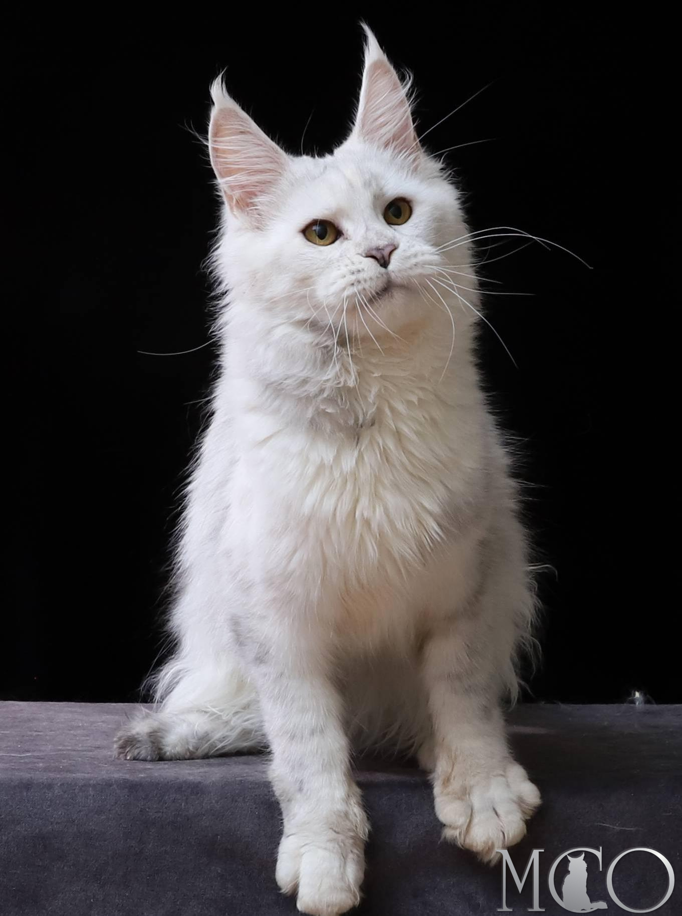 Купить котенка Мейн кун Mira, gs 11
