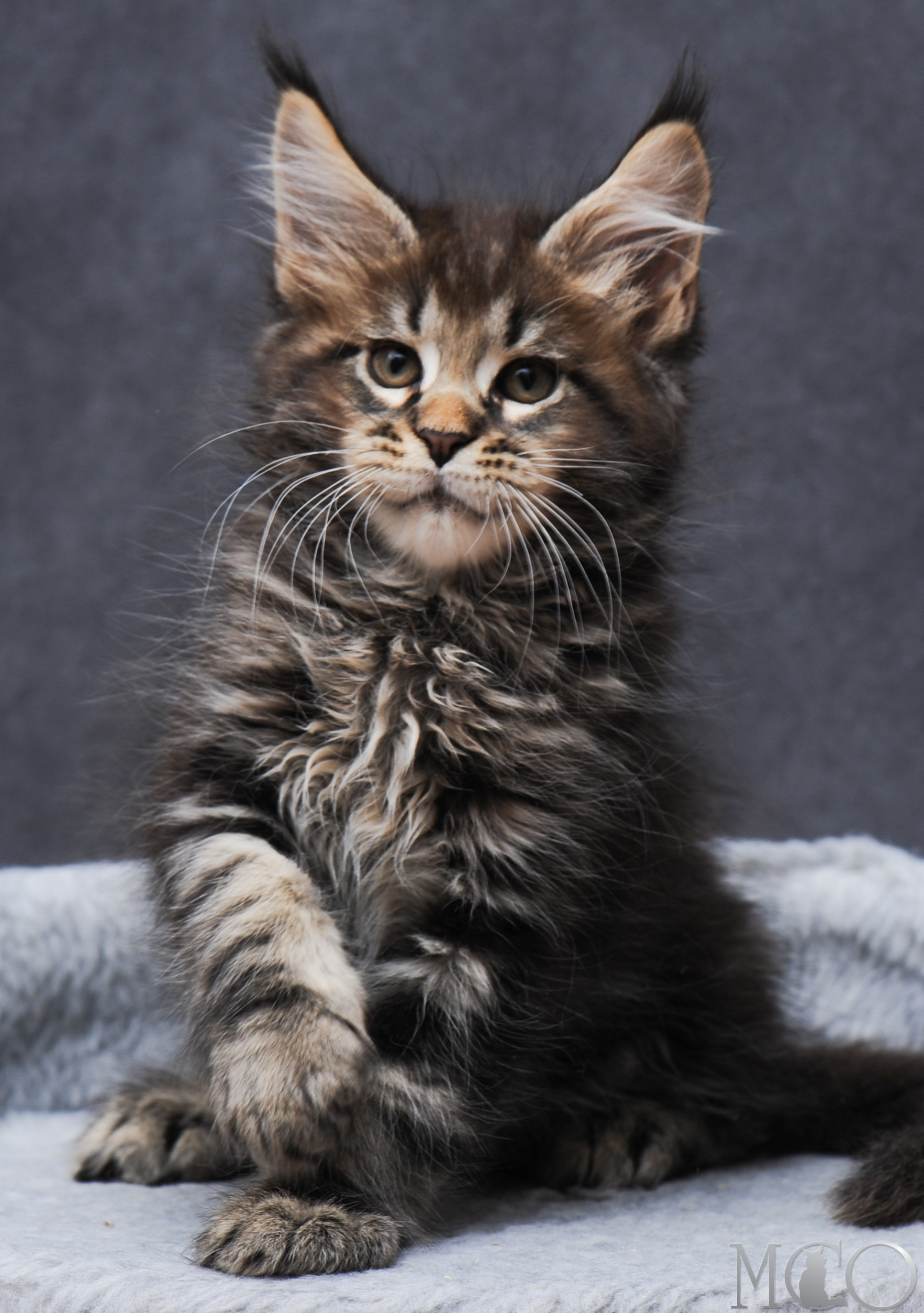 Купить котенка Мейн кун Garfy, n 22
