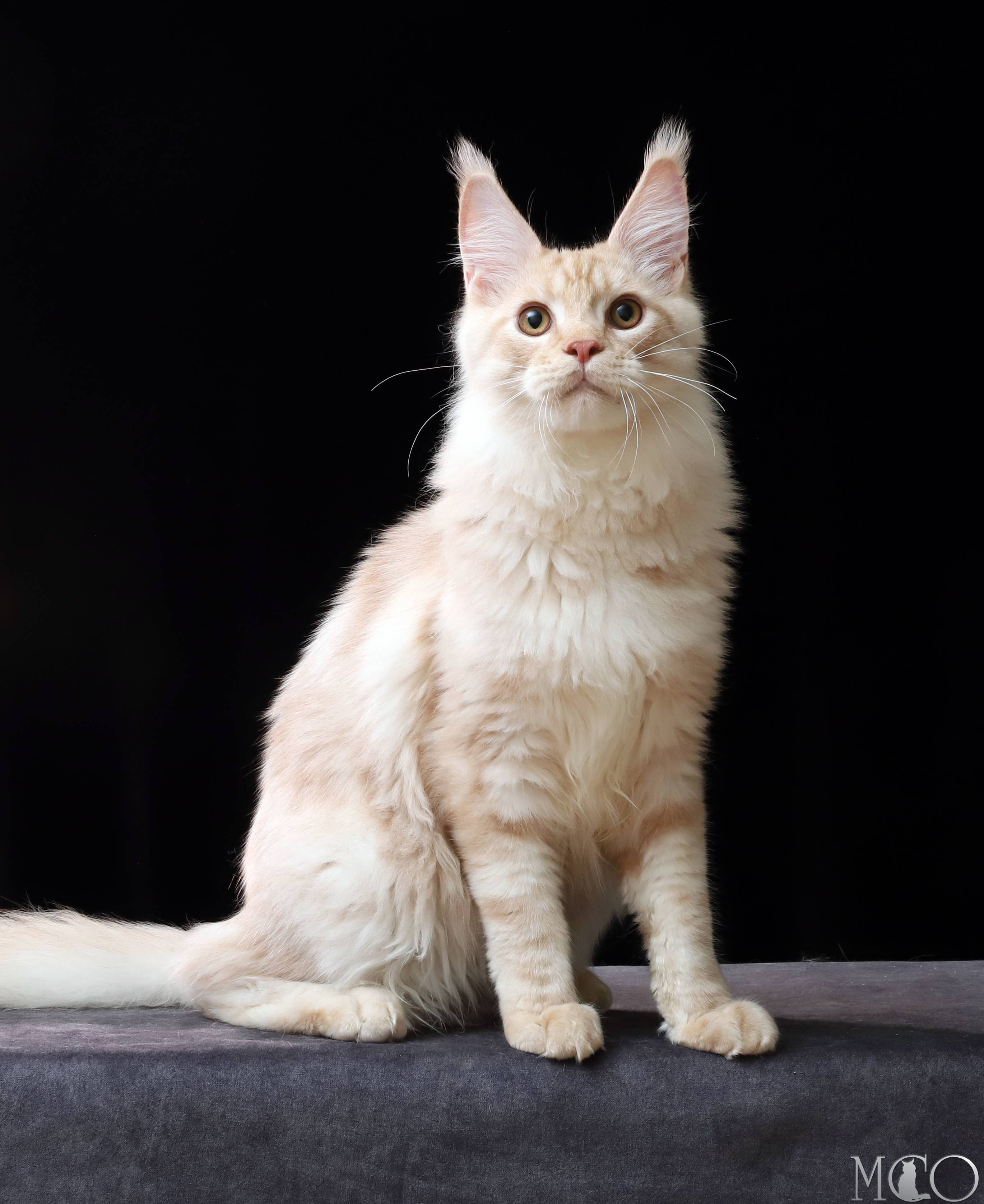 Купить котенка Мейн кун Quiller, es 22