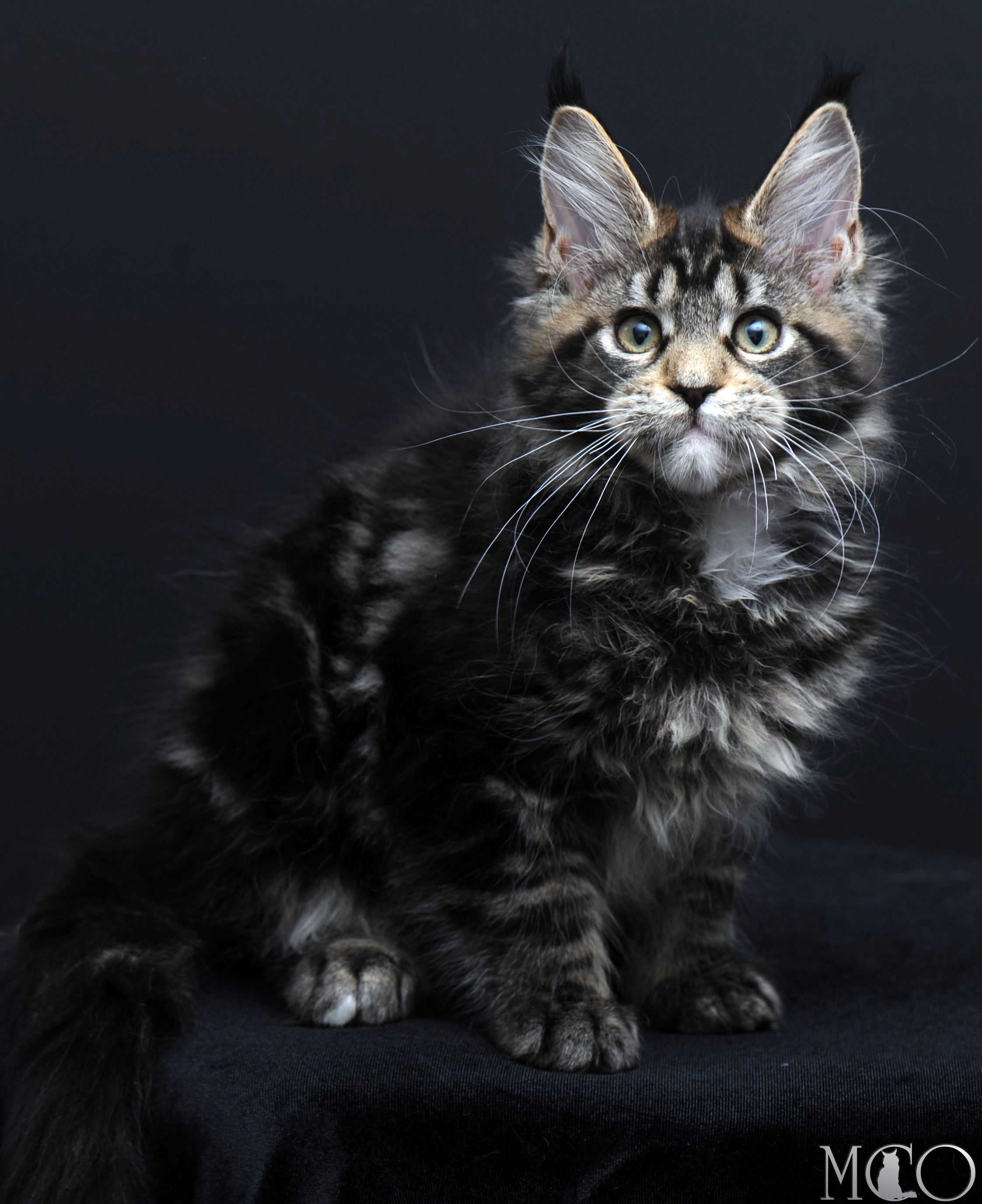 Купить котенка Мейн кун Babita, n 2209