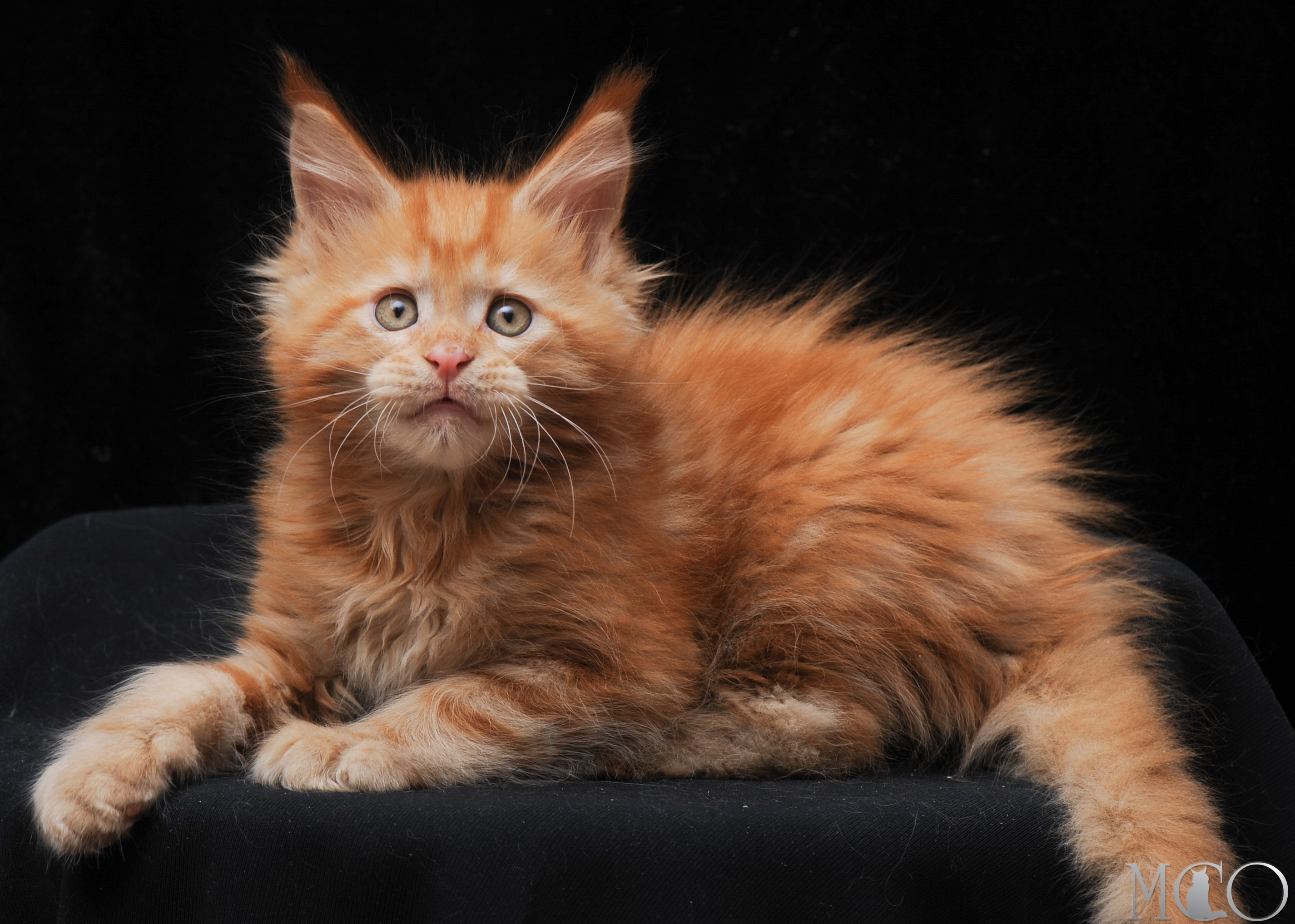 Купить котенка Мейн кун Hariton, d