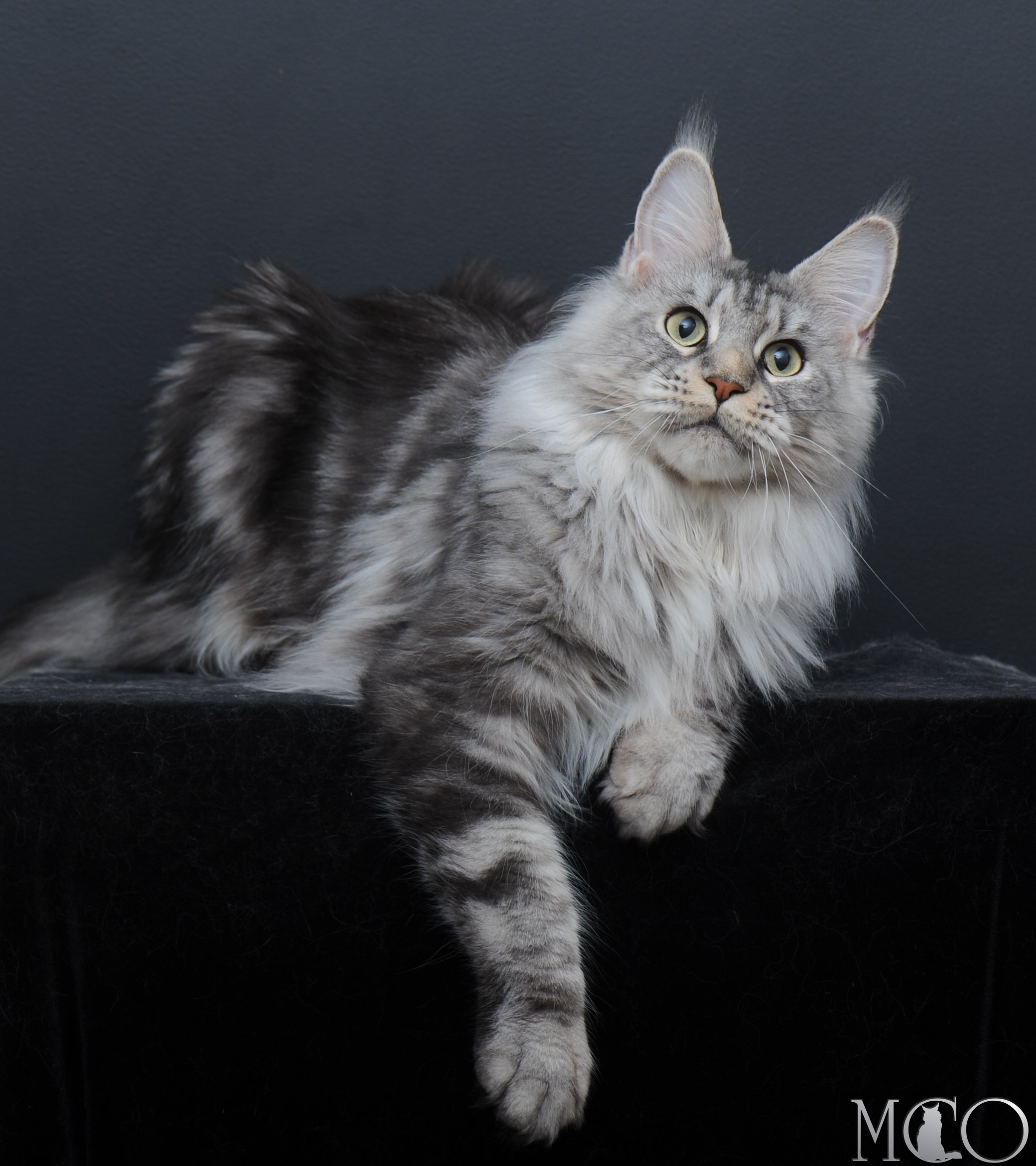Крупная серебристая кошка с шикарными породными данными, чемпион по WCF