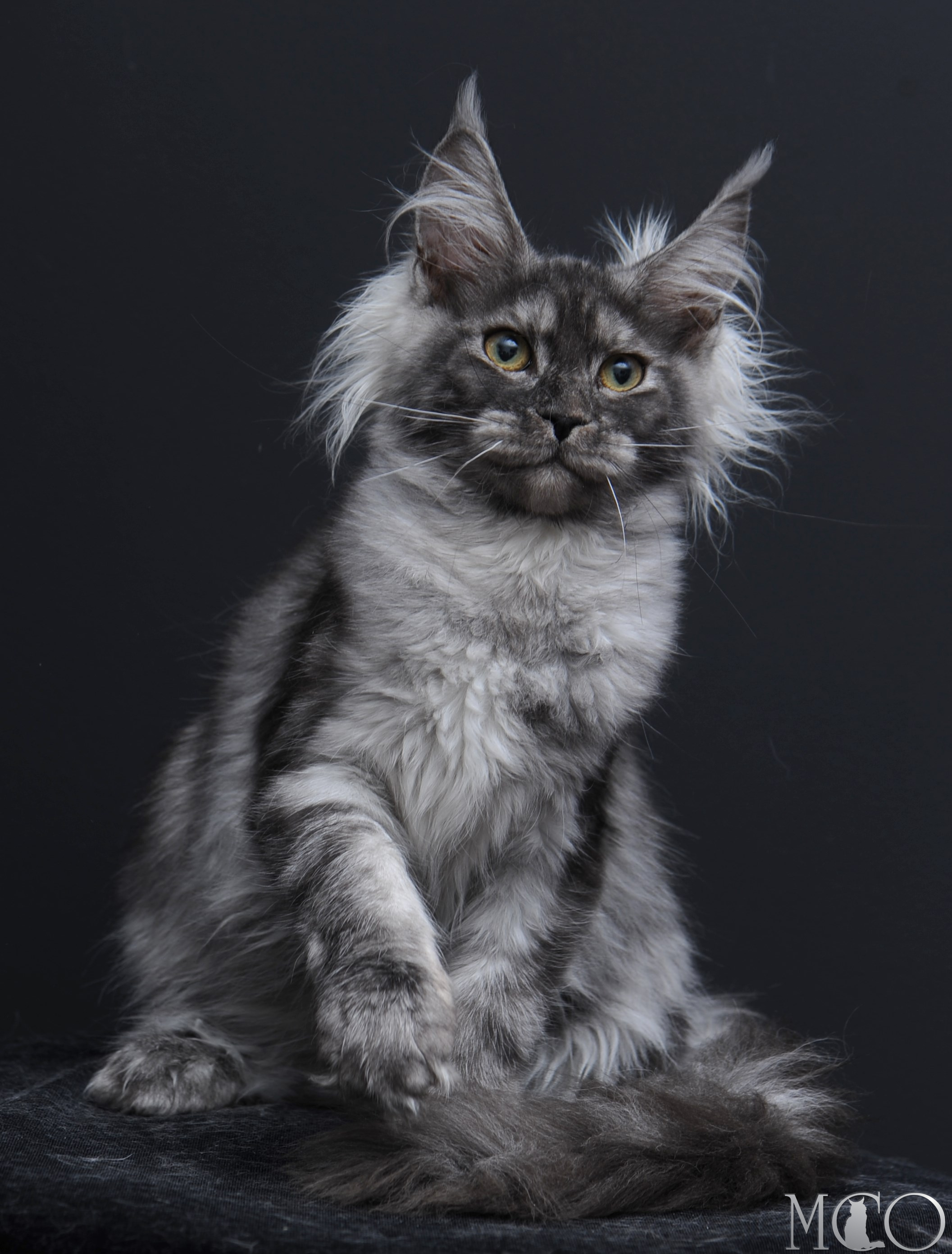 Купить котенка Мейн кун Sabrina, ns