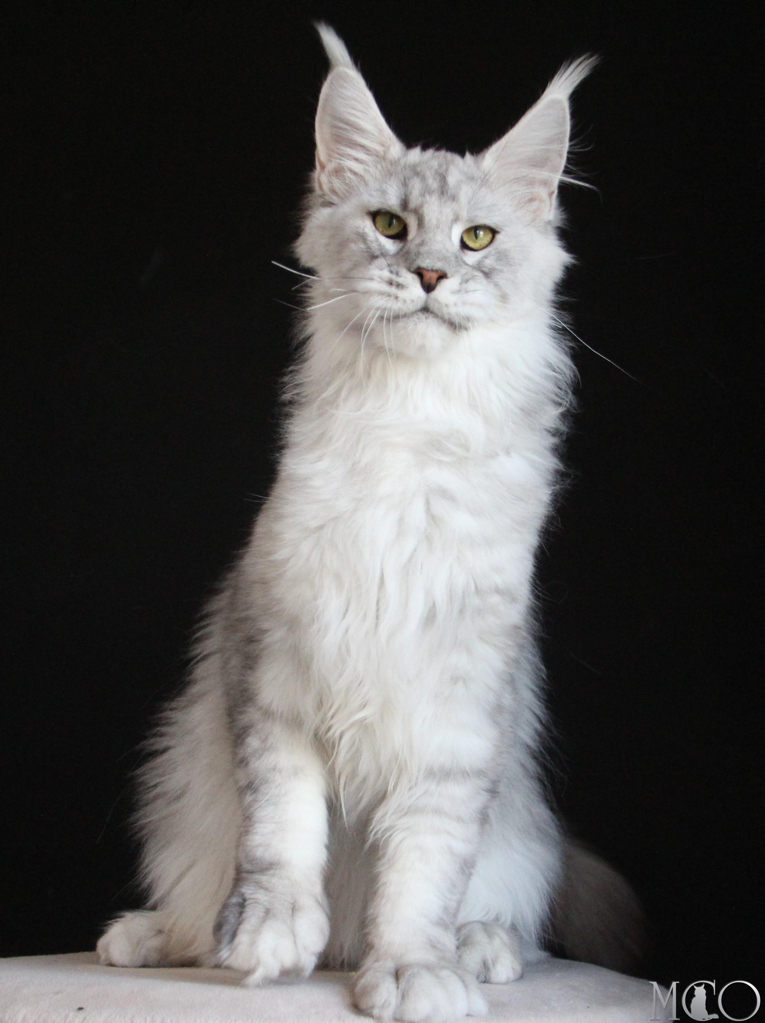 Купить котенка Мейн кун Glamour, ns 22 pale silver