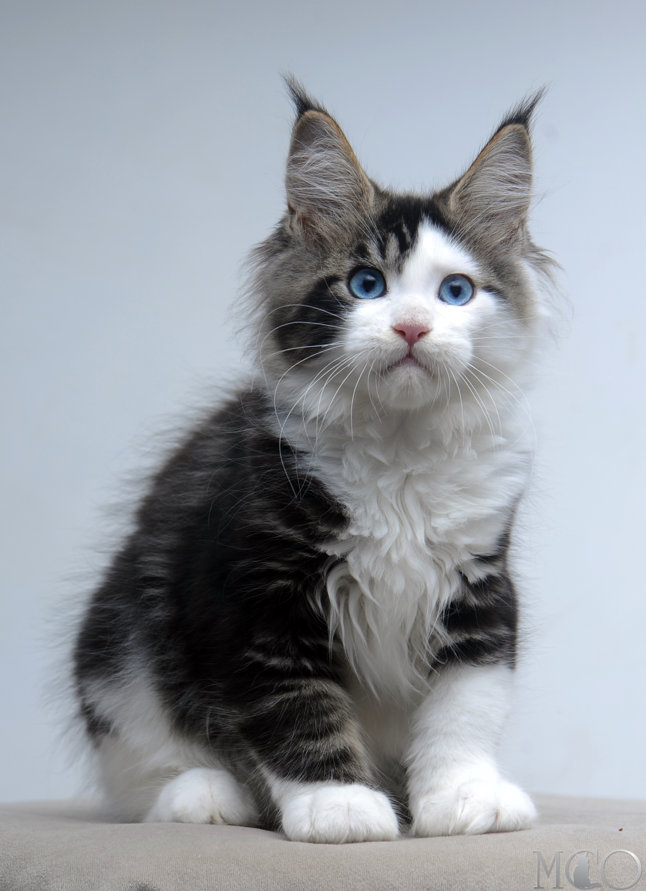 Купить котенка Мейн кун Vanessa (Голубоглазая), n2203