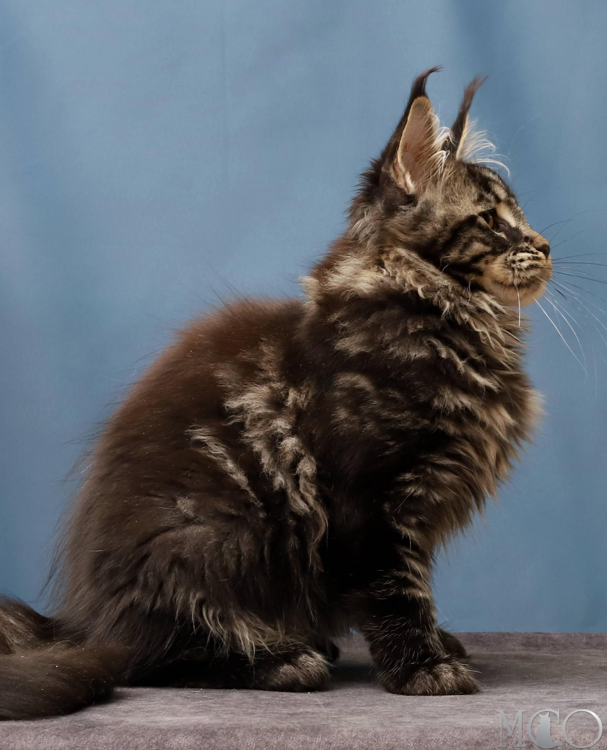 Купить котенка Мейн кун Chara, n 22