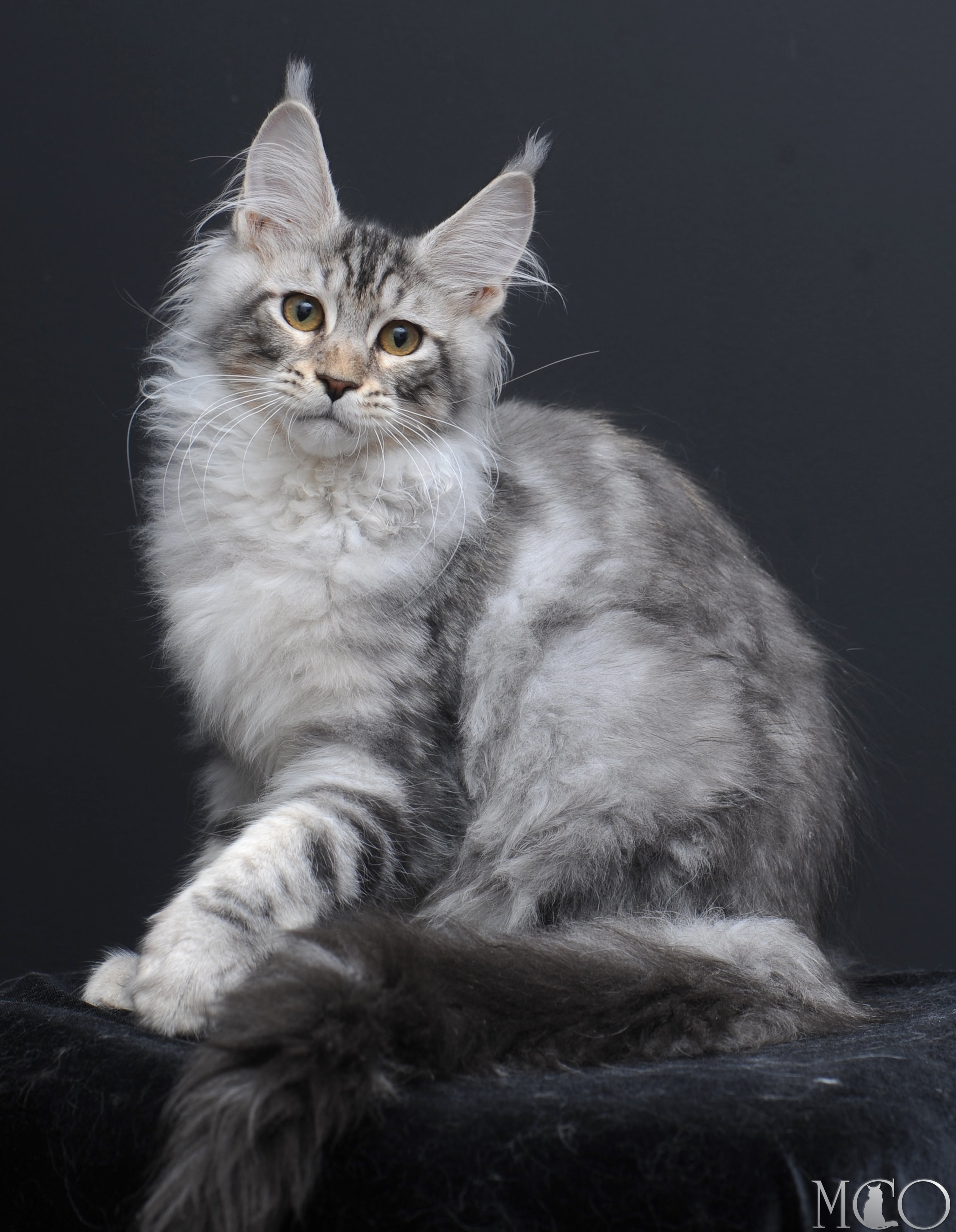 Купить котенка Мейн кун Selevester, ns22