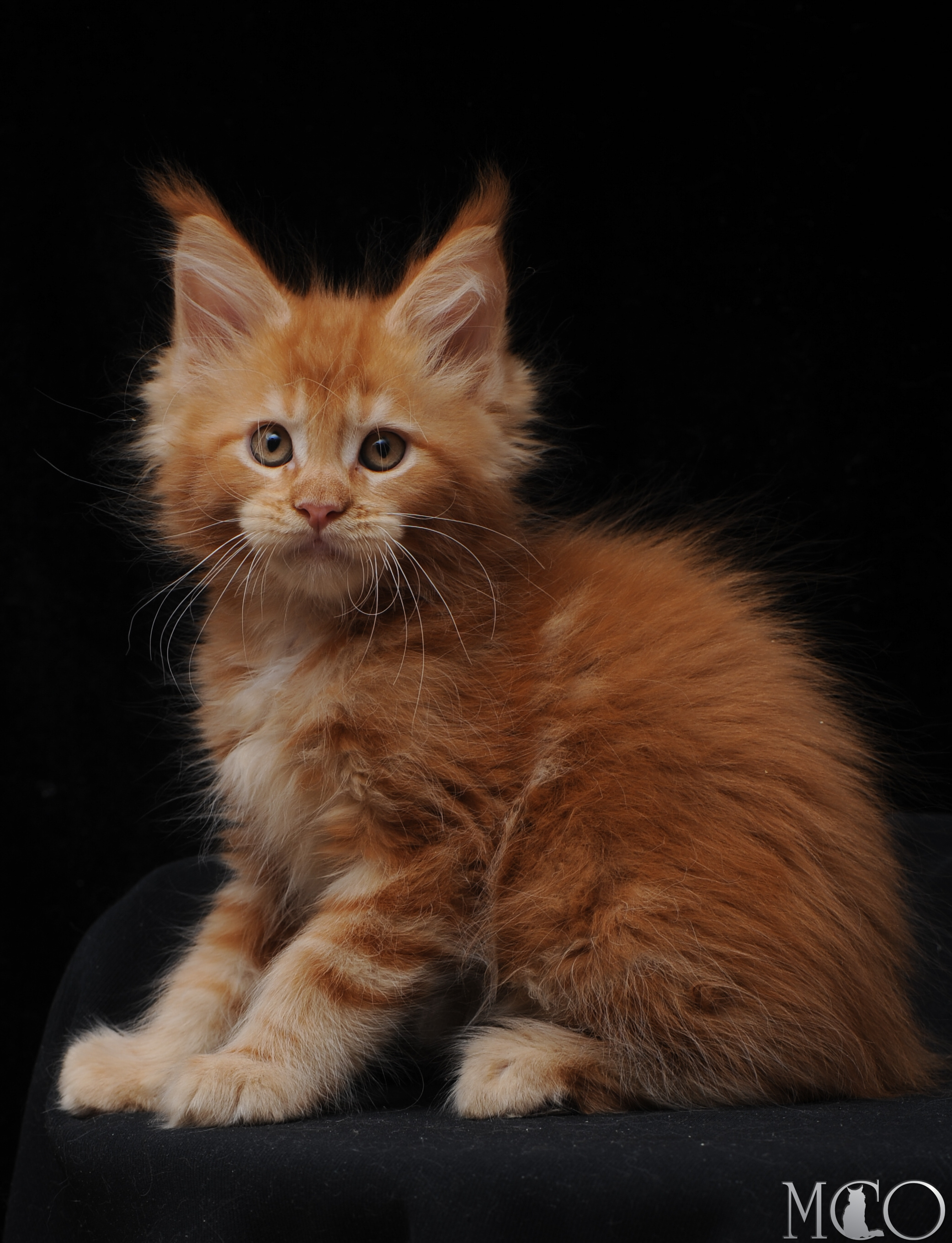 Купить котенка Мейн кун Eddy, d