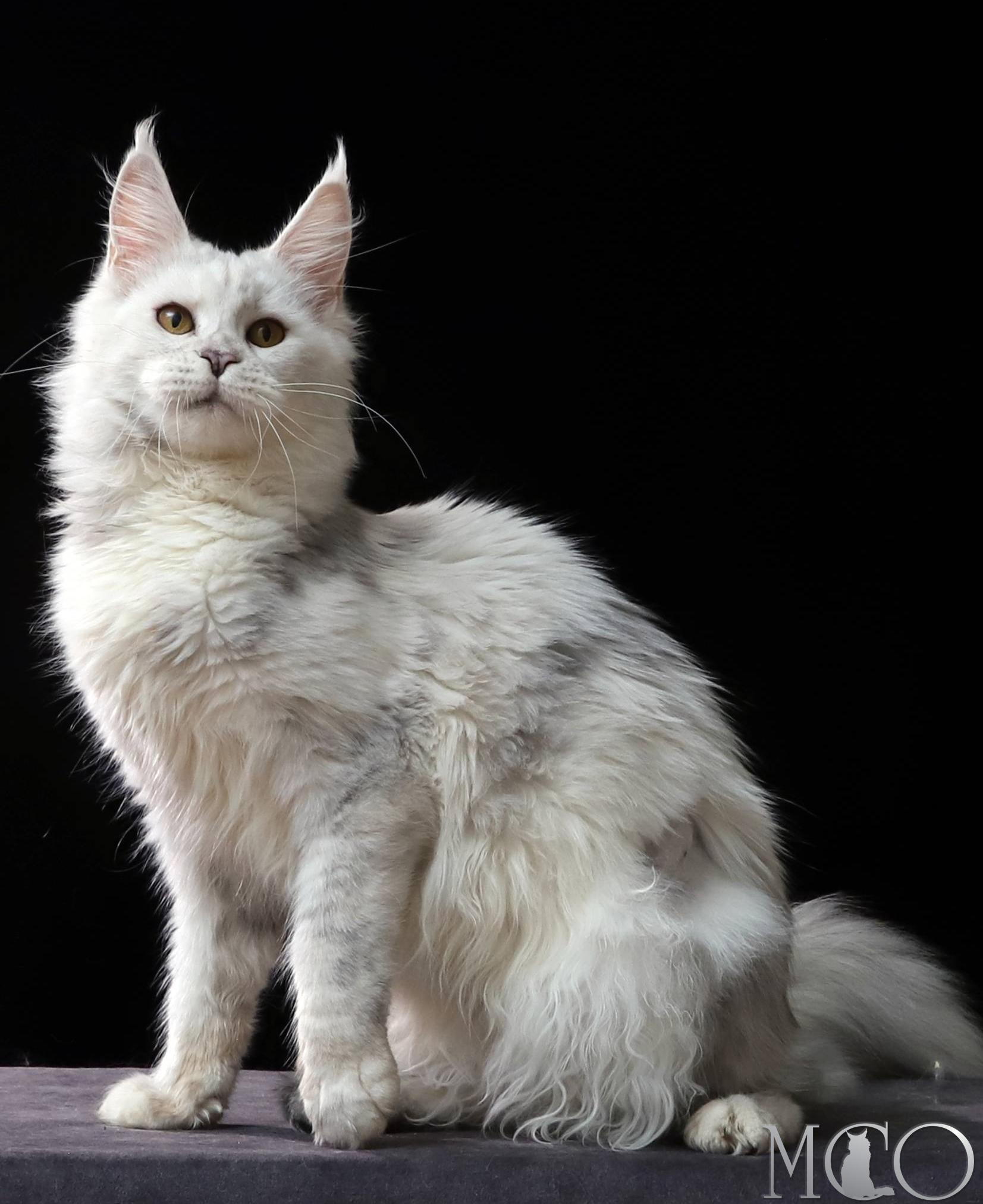 Купить котенка Мейн кун Mira, gs 11