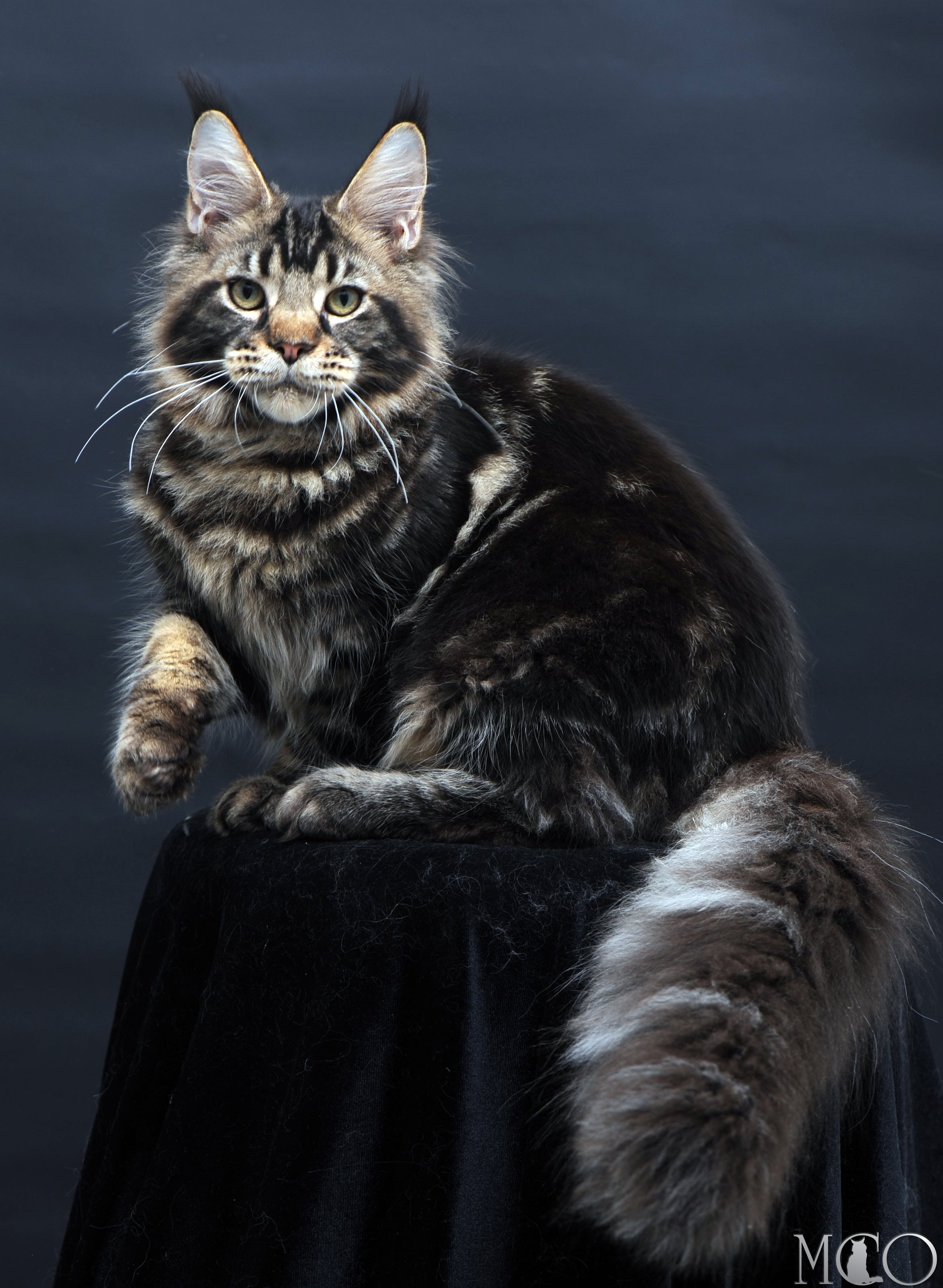 Купить котенка Мейн кун Elvis, n 22