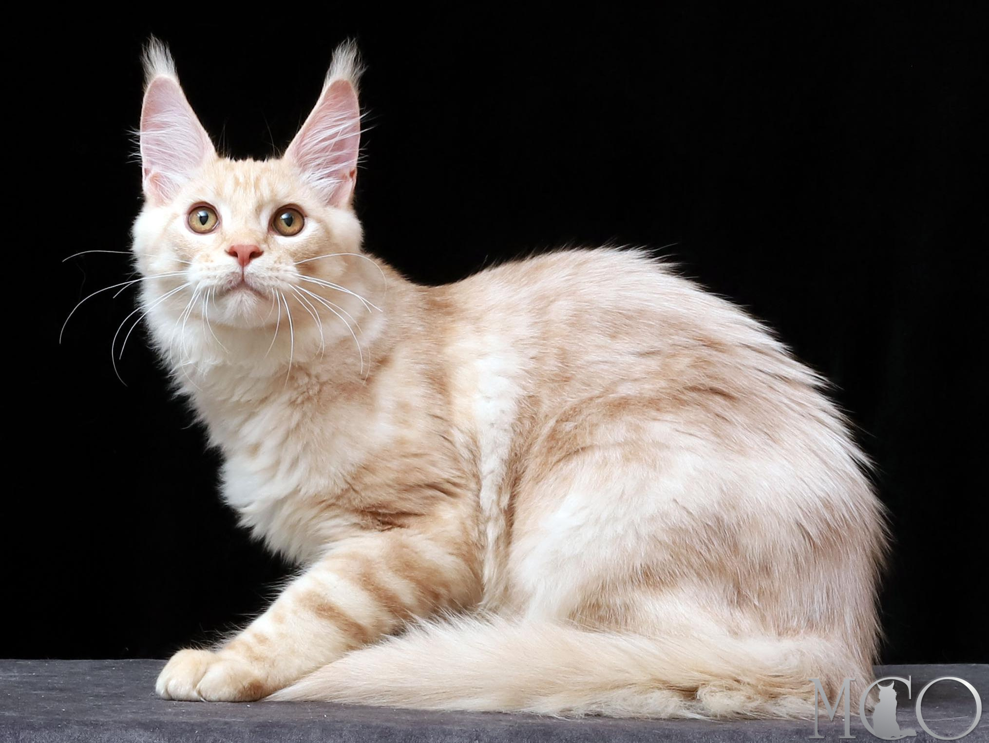 Купить котенка Мейн кун Quiller, es 22