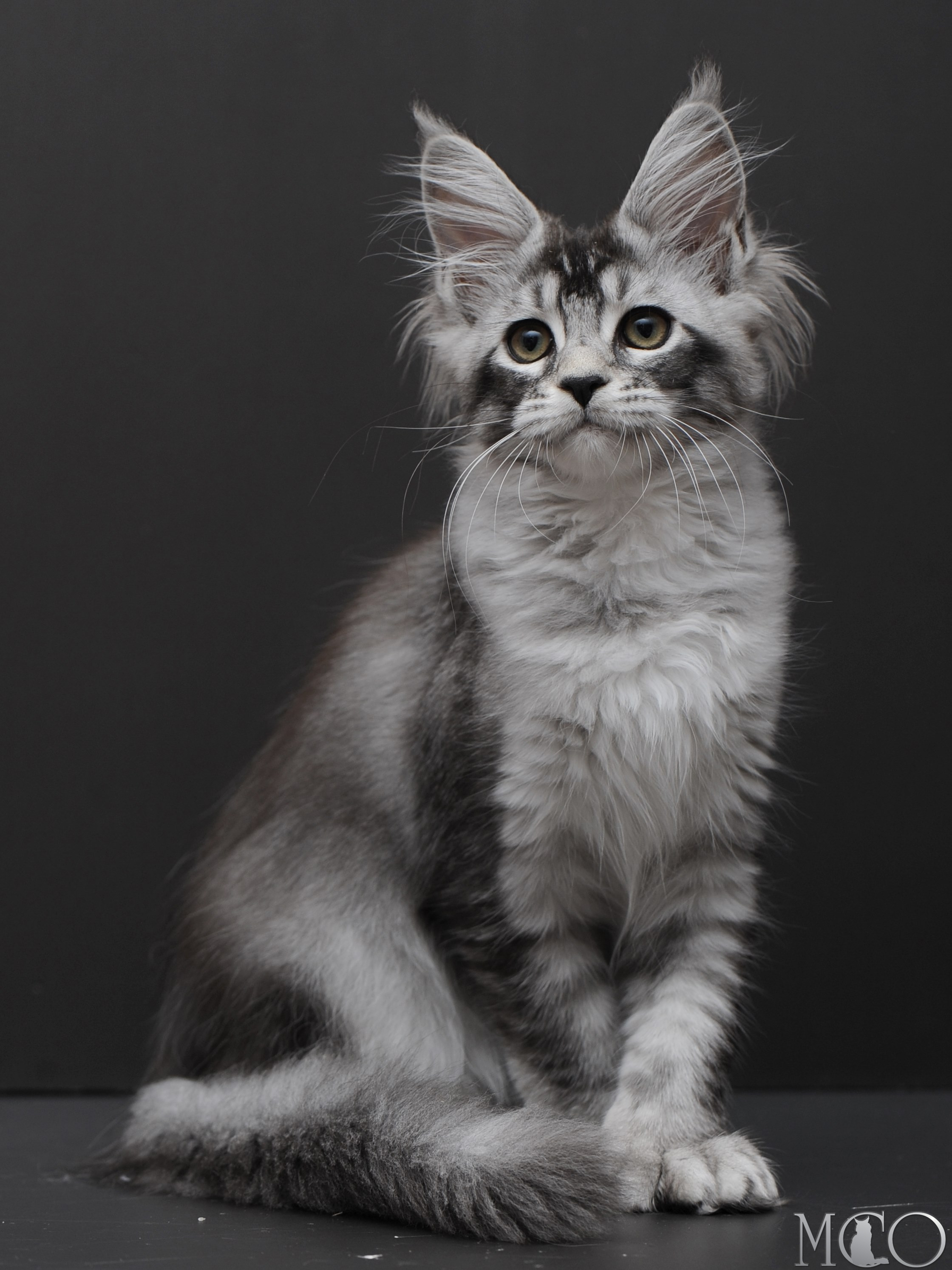 Купить котенка Мейн кун Kalila, ns 25