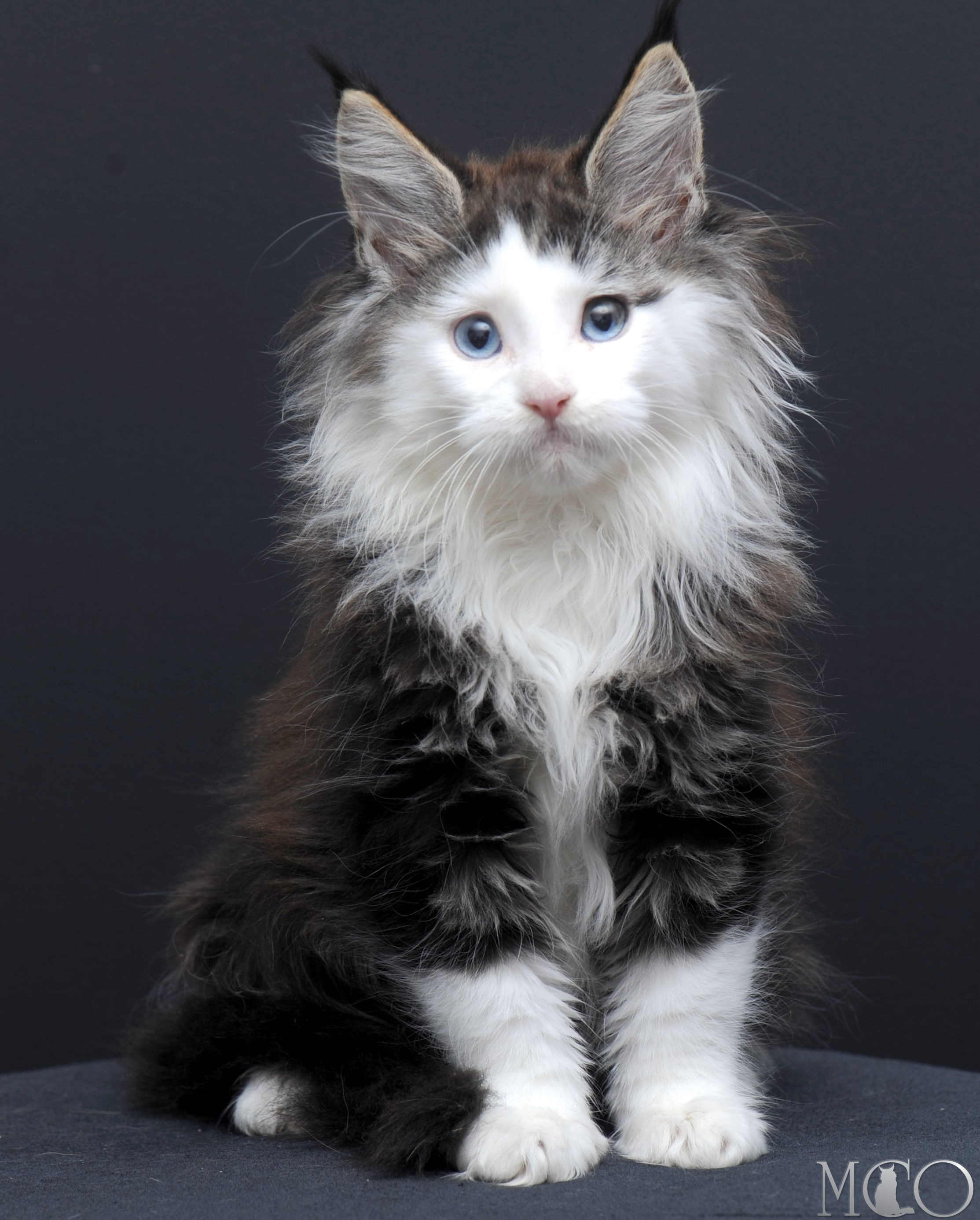 Купить котенка Мейн кун Vesta (Голубоглазая), n2203